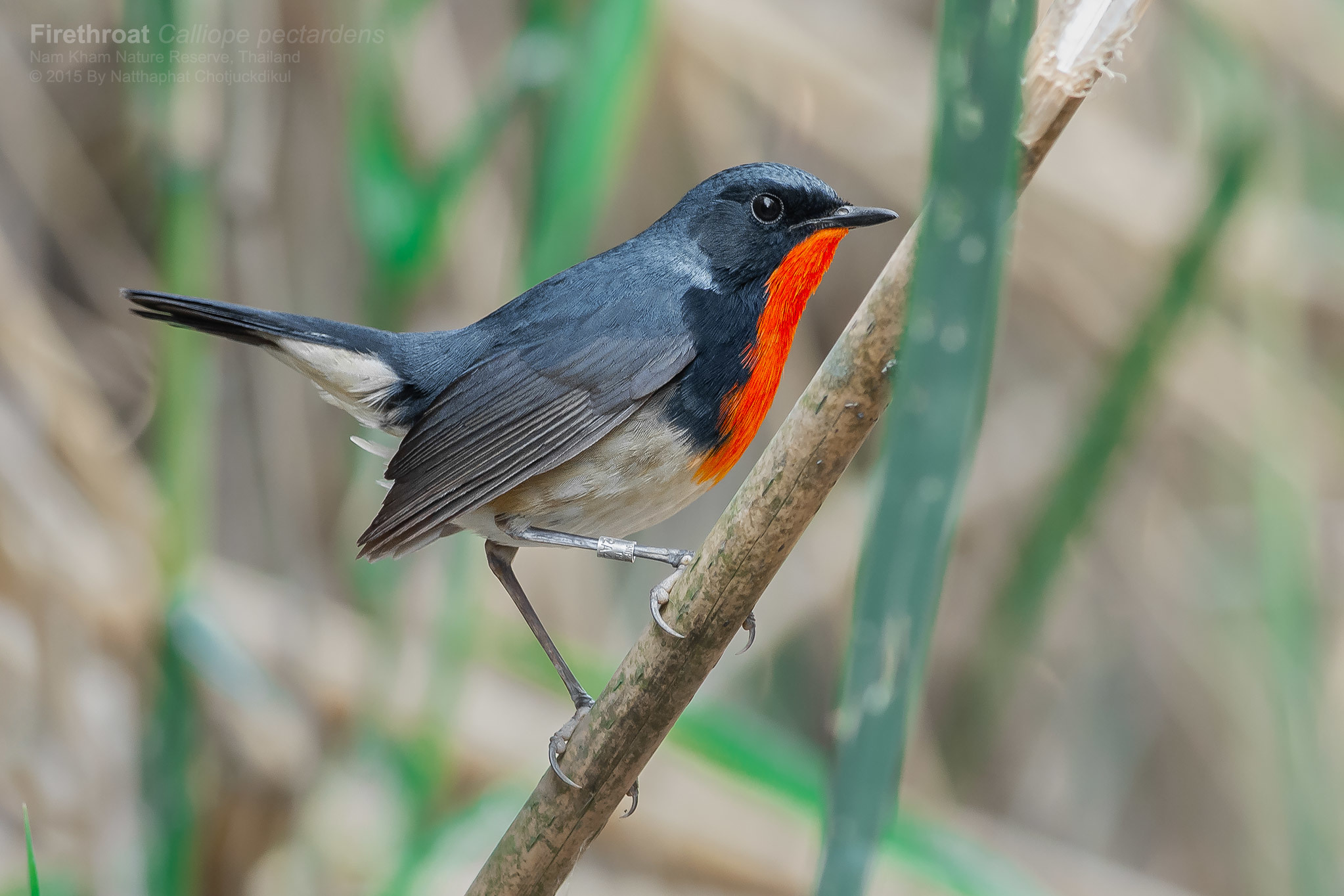 Firethroat (Calliope pectardens)
