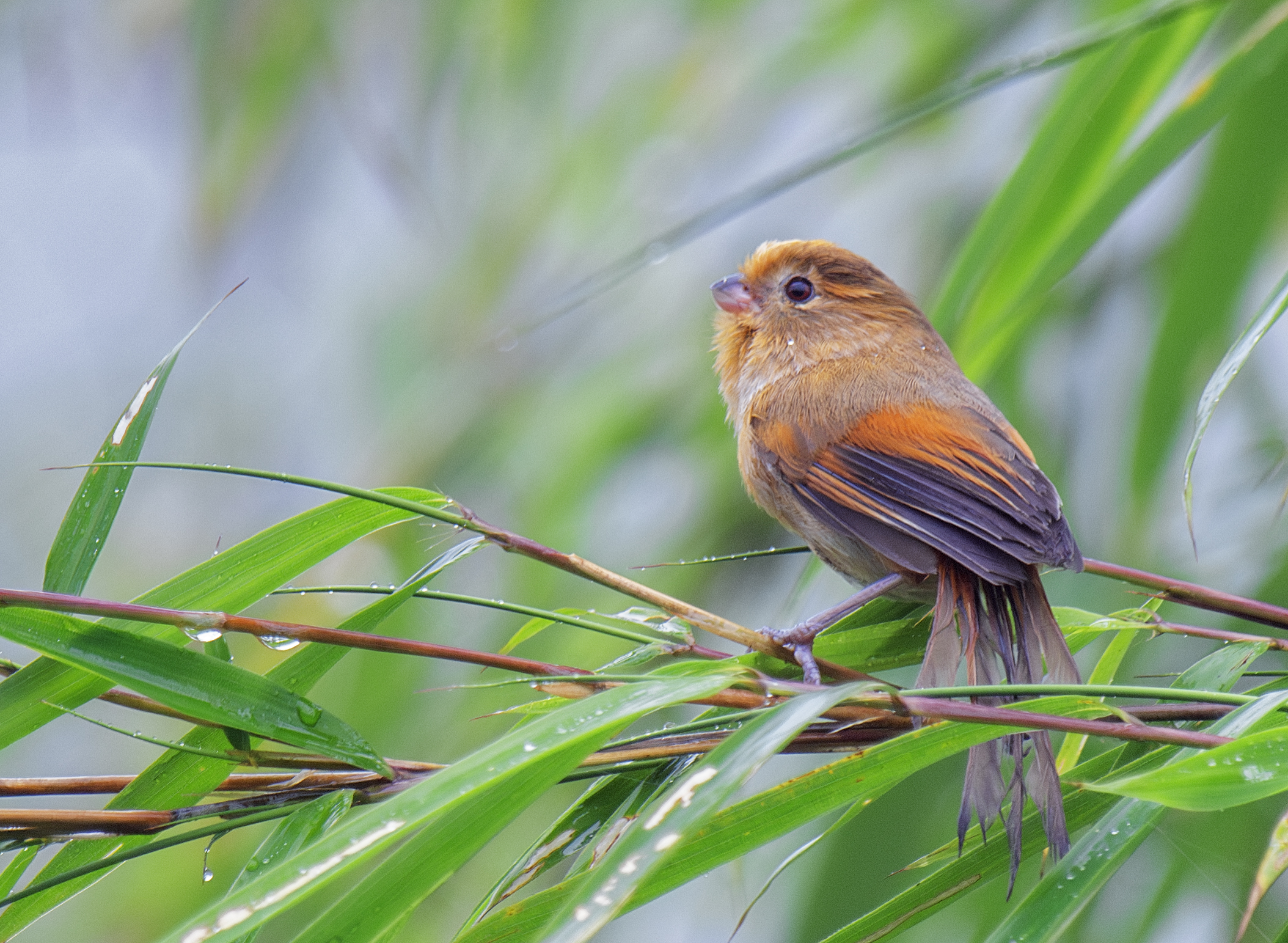 Fulvous Parrotbill (Suthora fulvifrons)