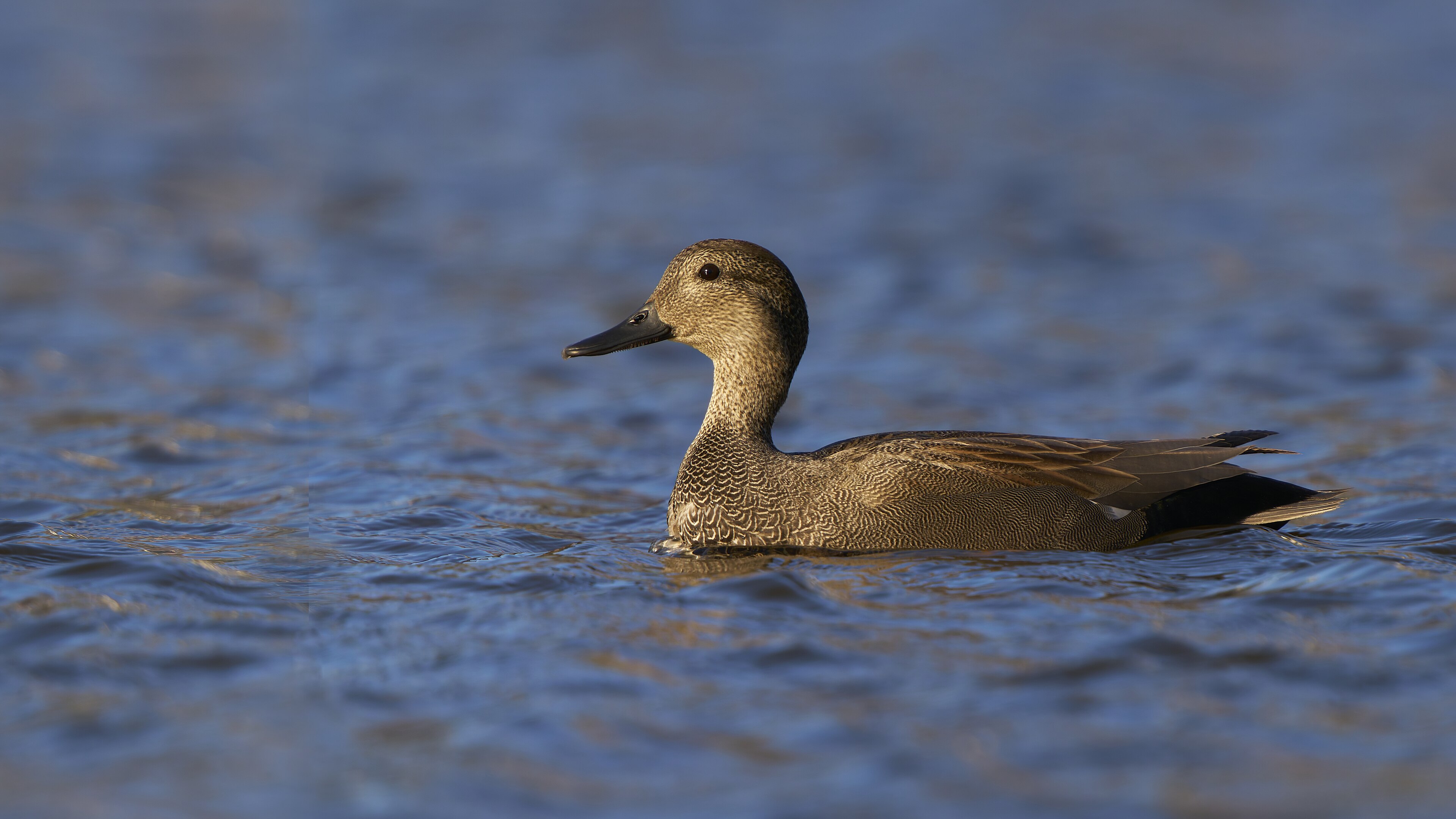 Gadwall (Mareca strepera)