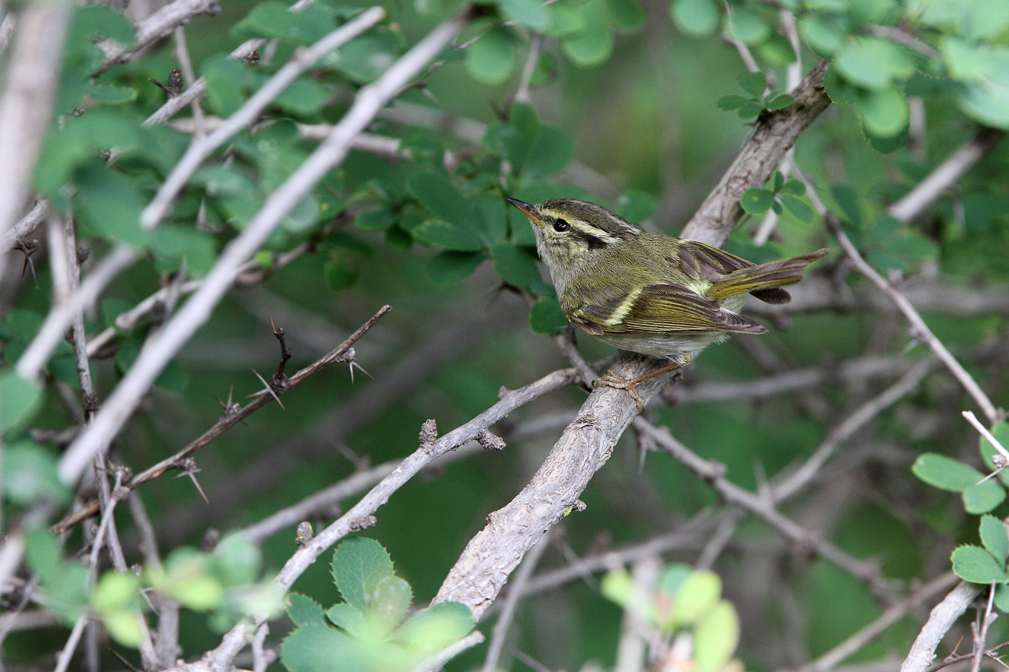 Gansu Leaf Warbler (Phylloscopus kansuensis)