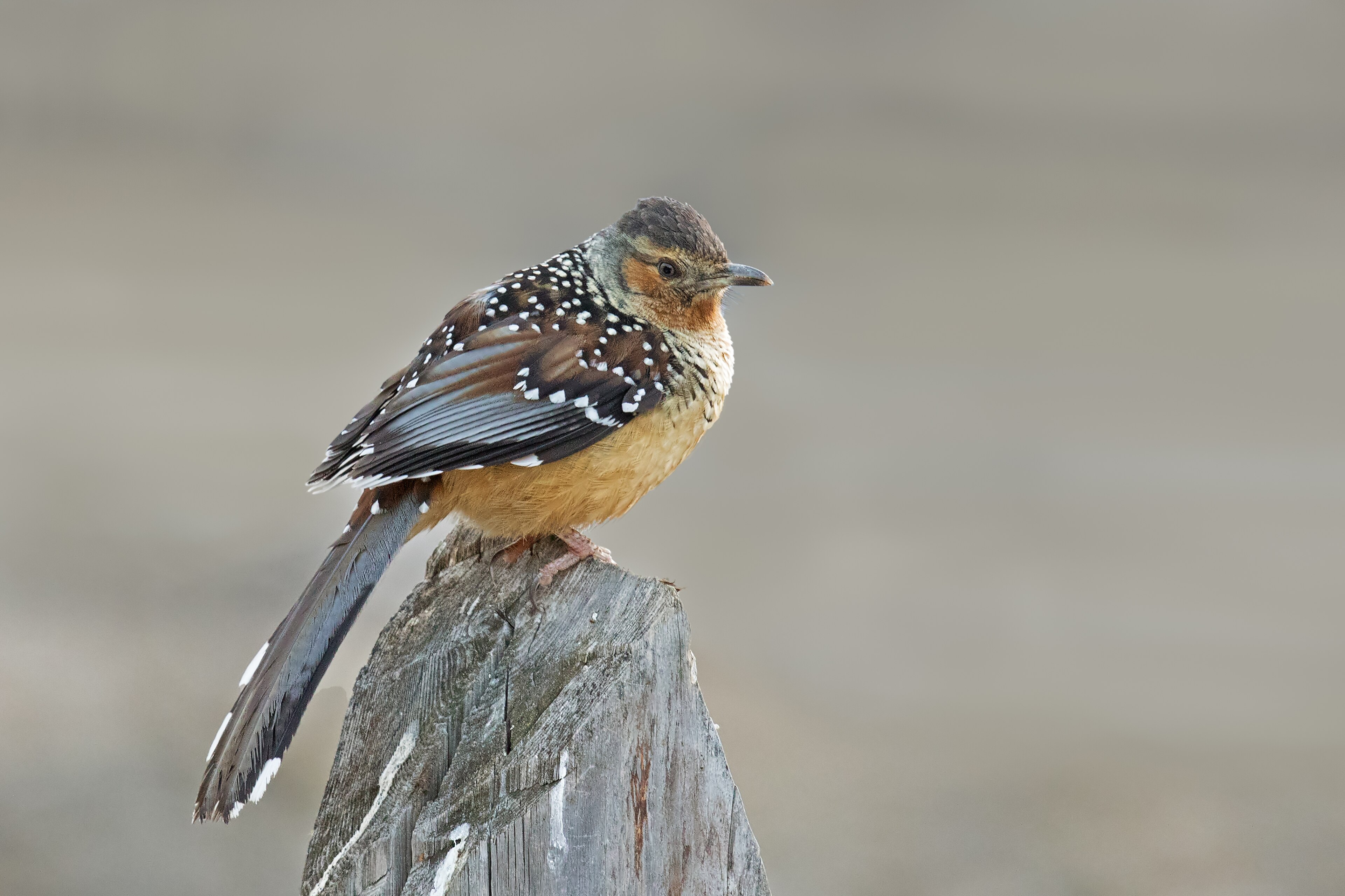 Giant Laughingthrush (Ianthocincla maxima)