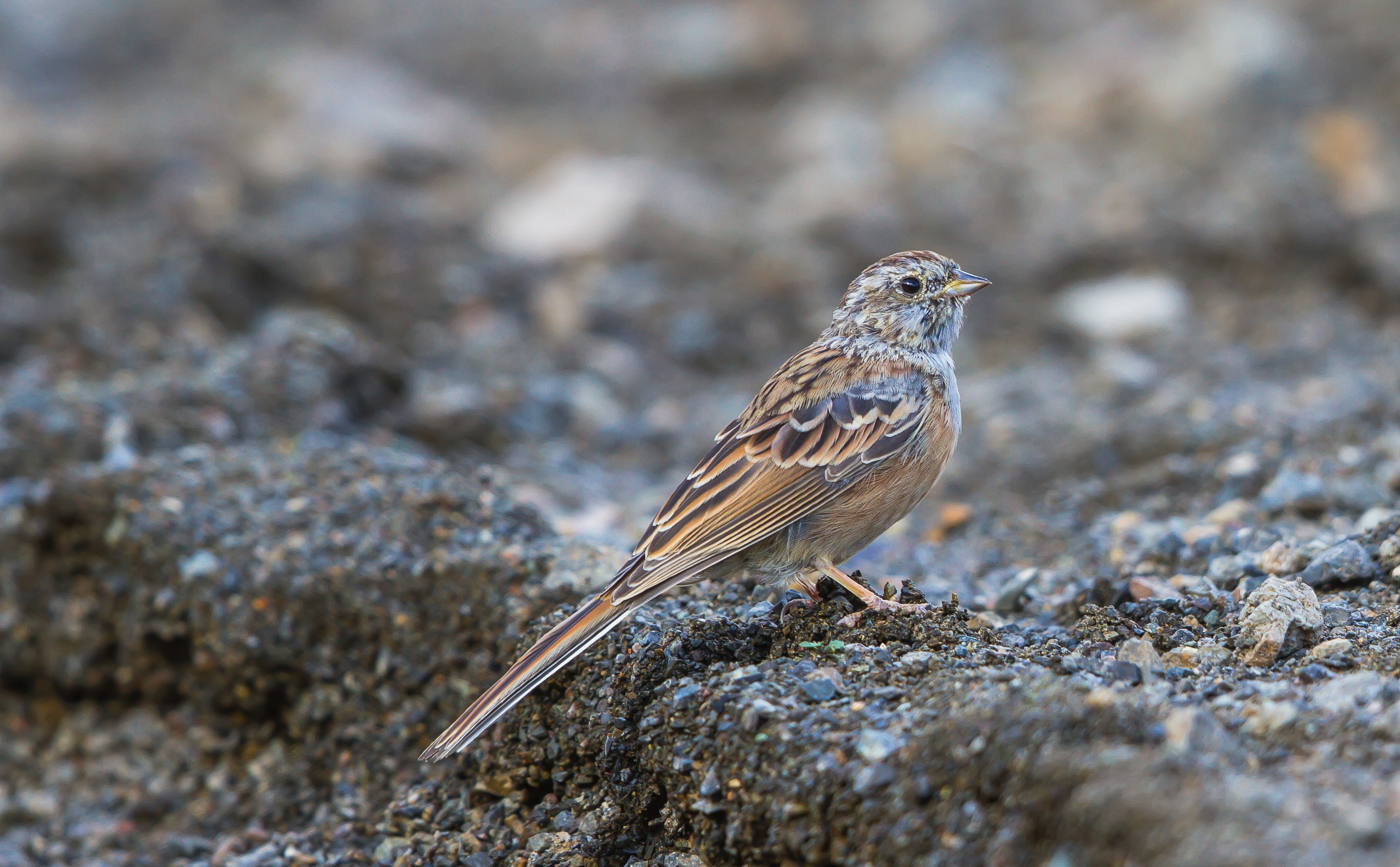 Godlewski’s Bunting (Emberiza godlewskii)