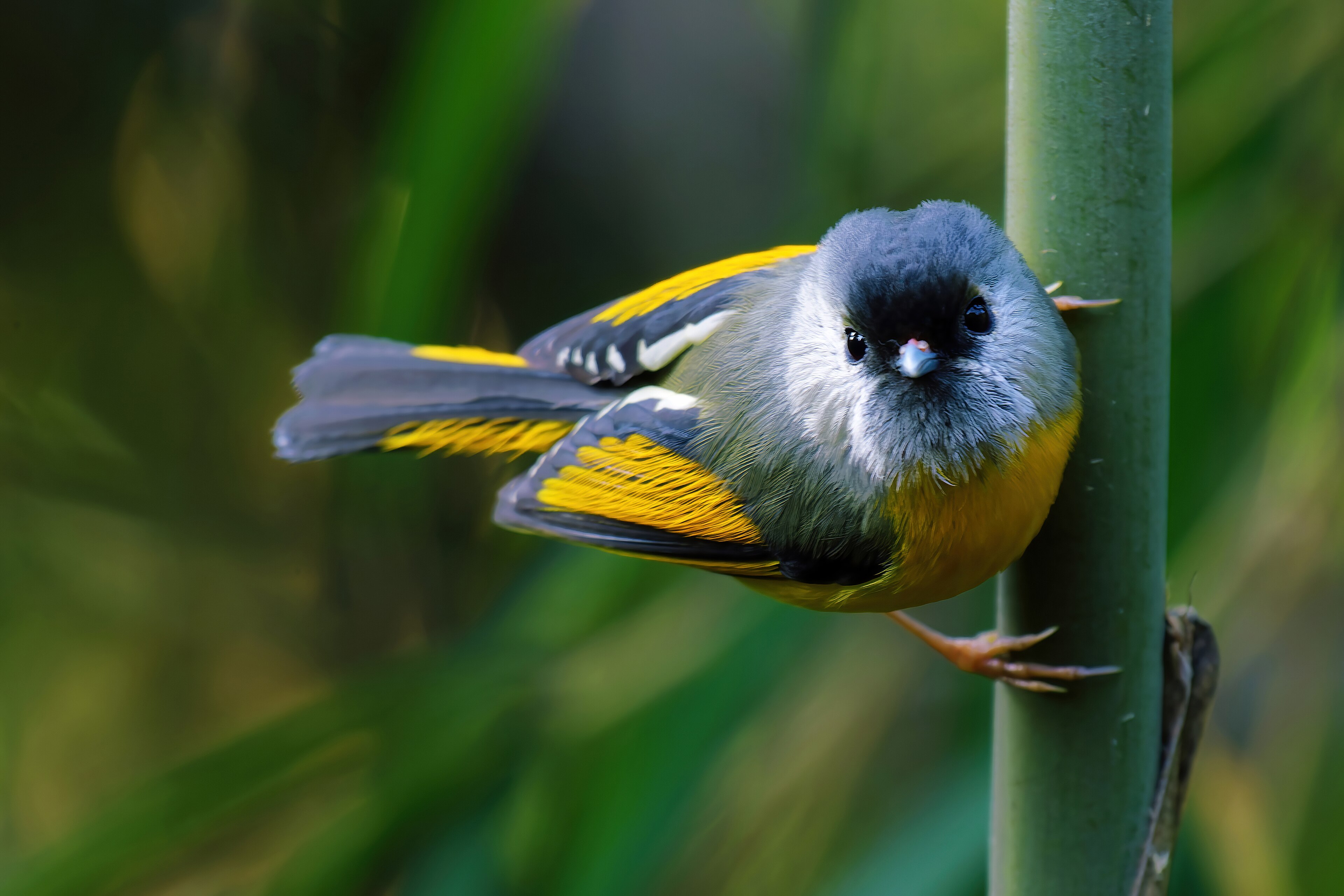 Golden-breasted Fulvetta (Lioparus chrysotis)