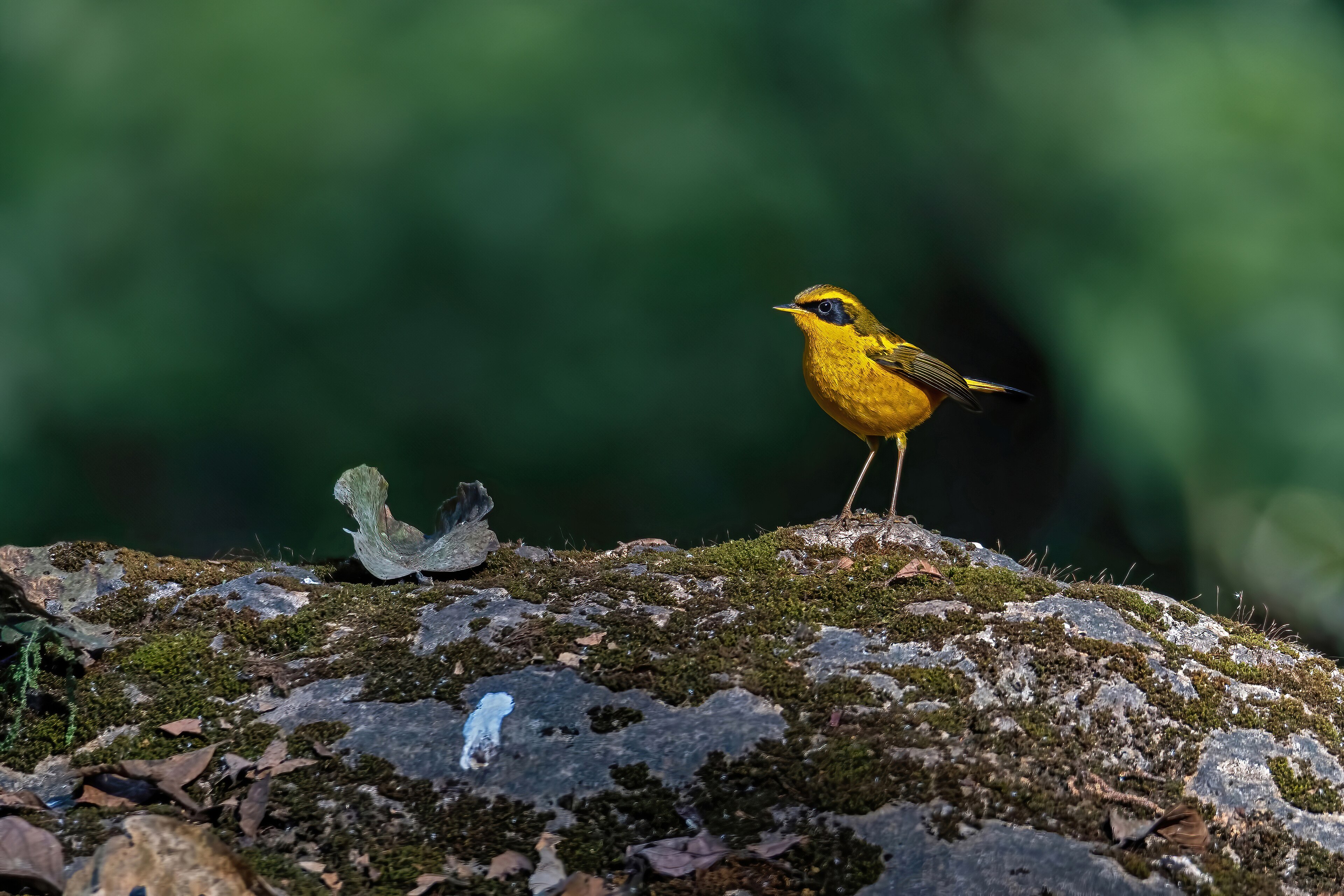 Golden Bush Robin (Tarsiger chrysaeus)