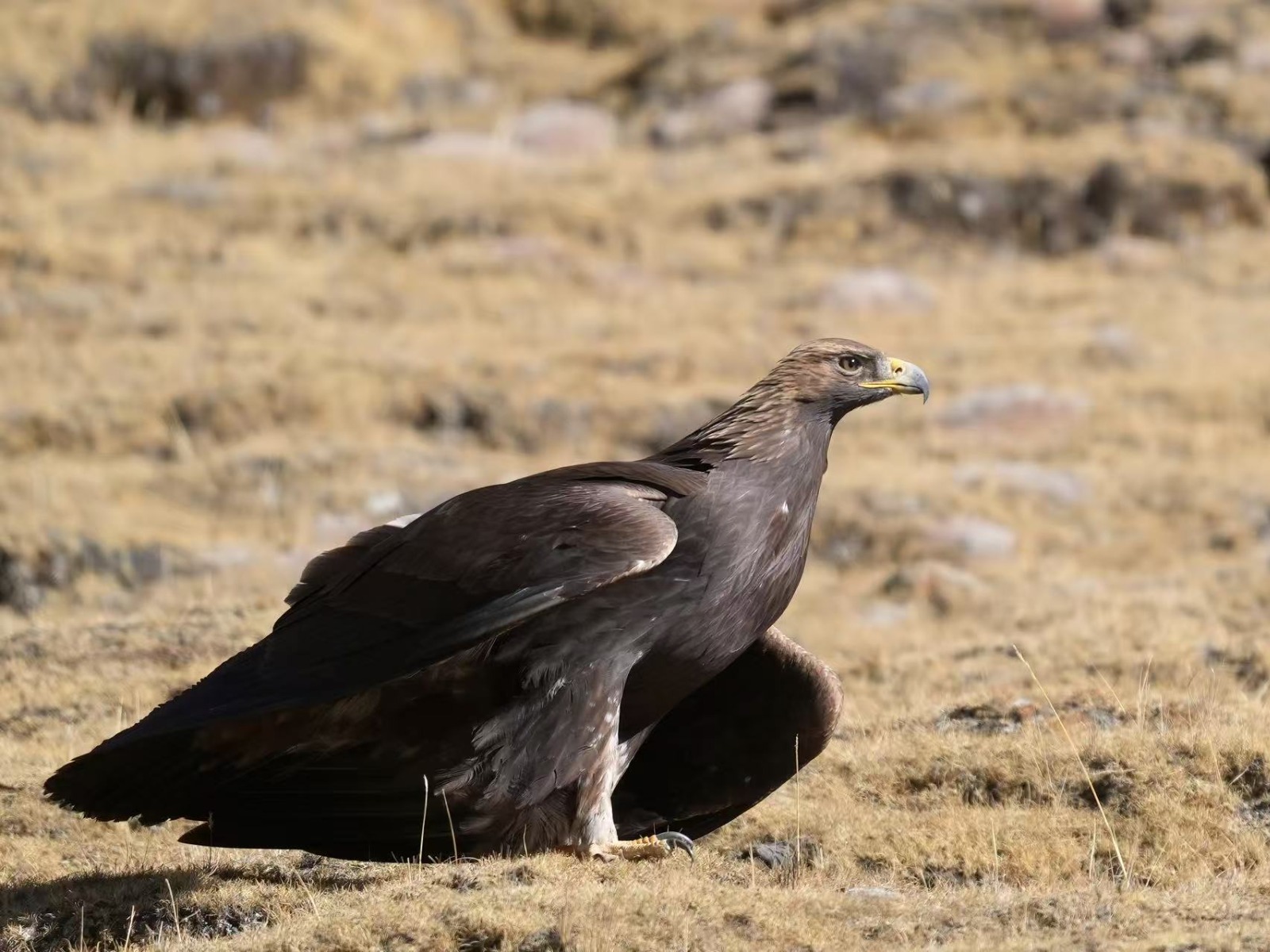 Golden Eagle (Aquila chrysaetos)