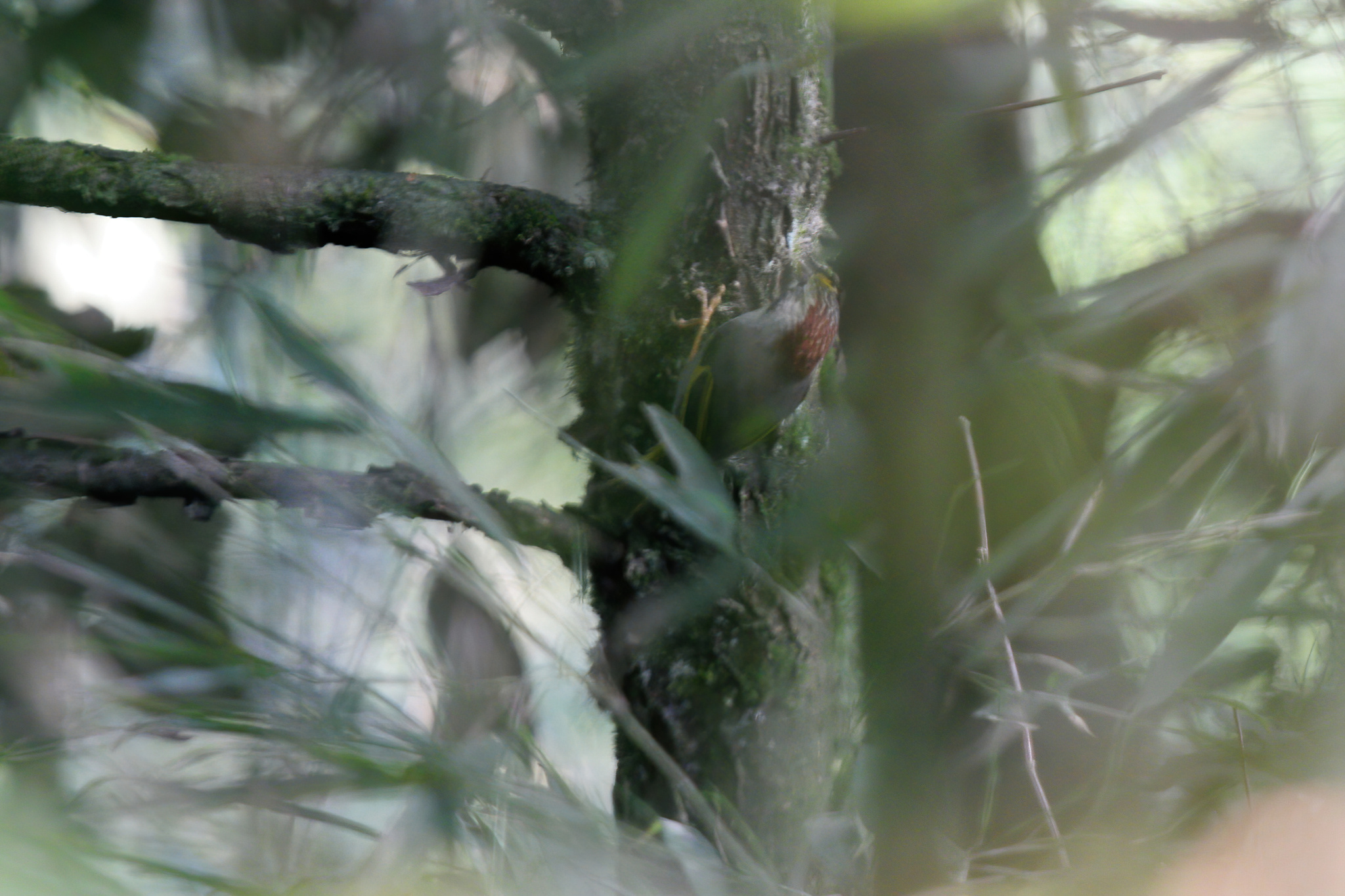 Golden-fronted Fulvetta (Schoeniparus variegaticeps)