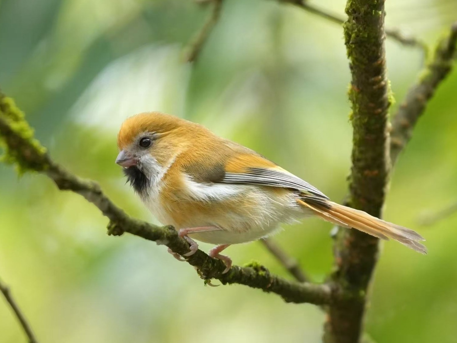 Golden Parrotbill (Suthora verreauxi)