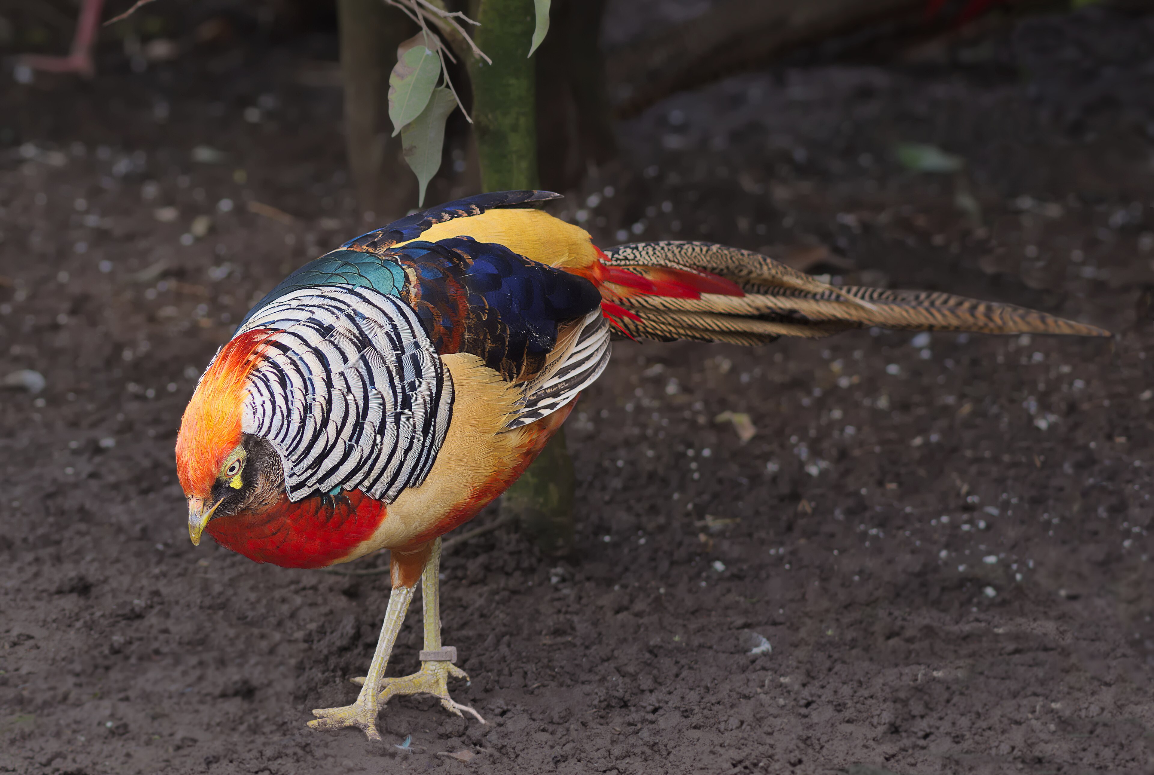 Golden Pheasant (Chrysolophus pictus)