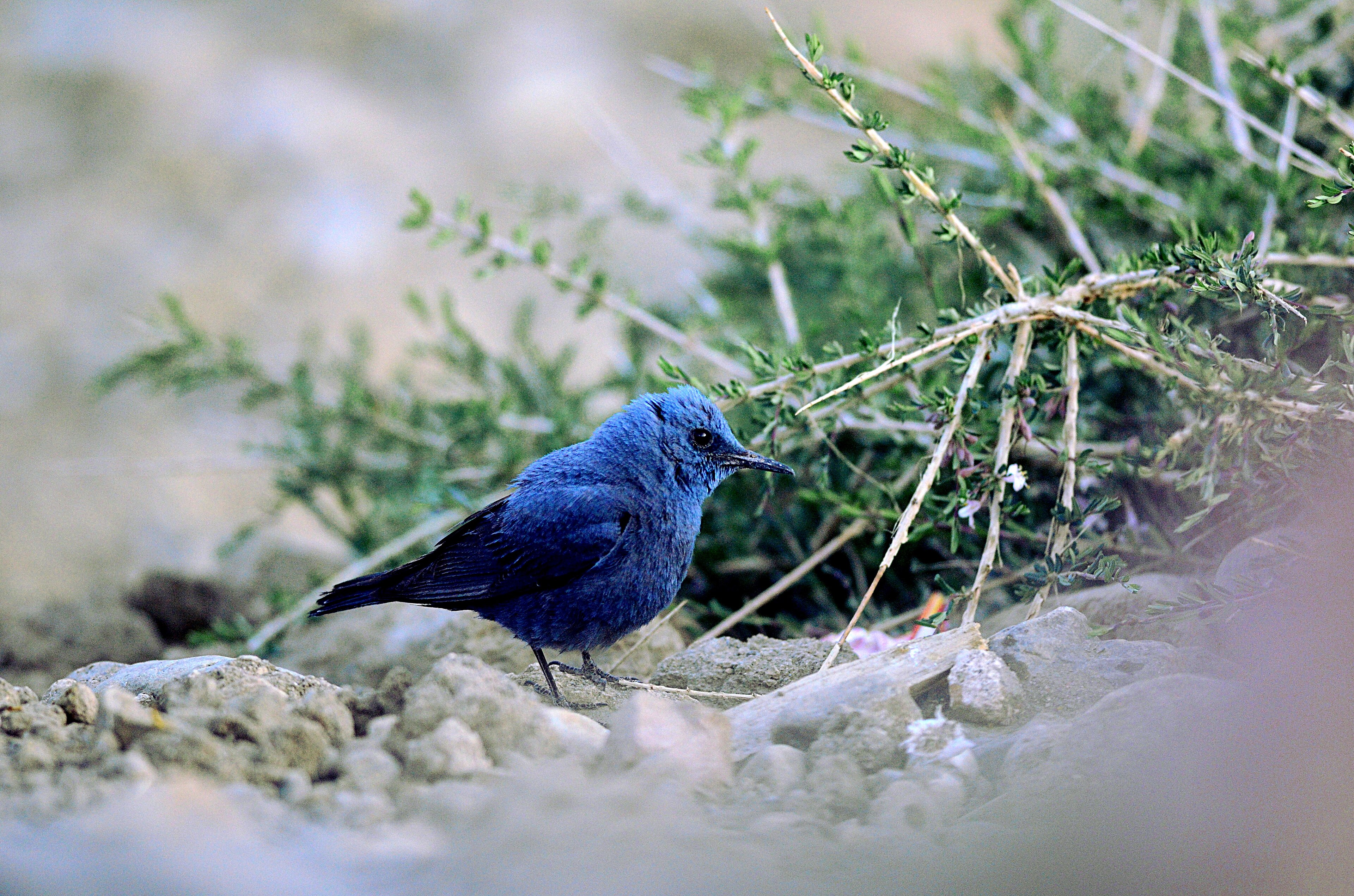 Grandala (Grandala coelicolor)