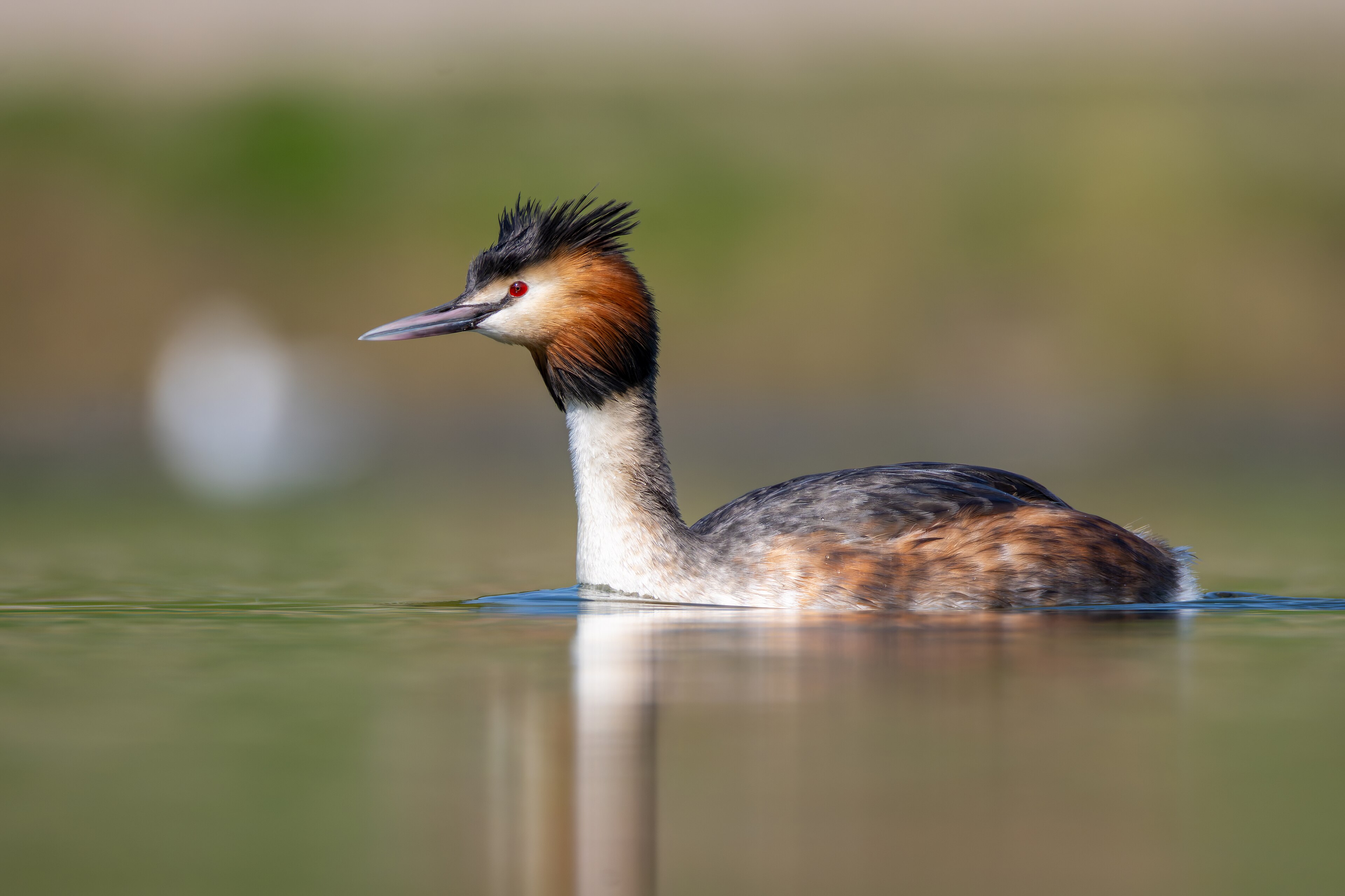 Great Crested Grebe (Podiceps cristatus)