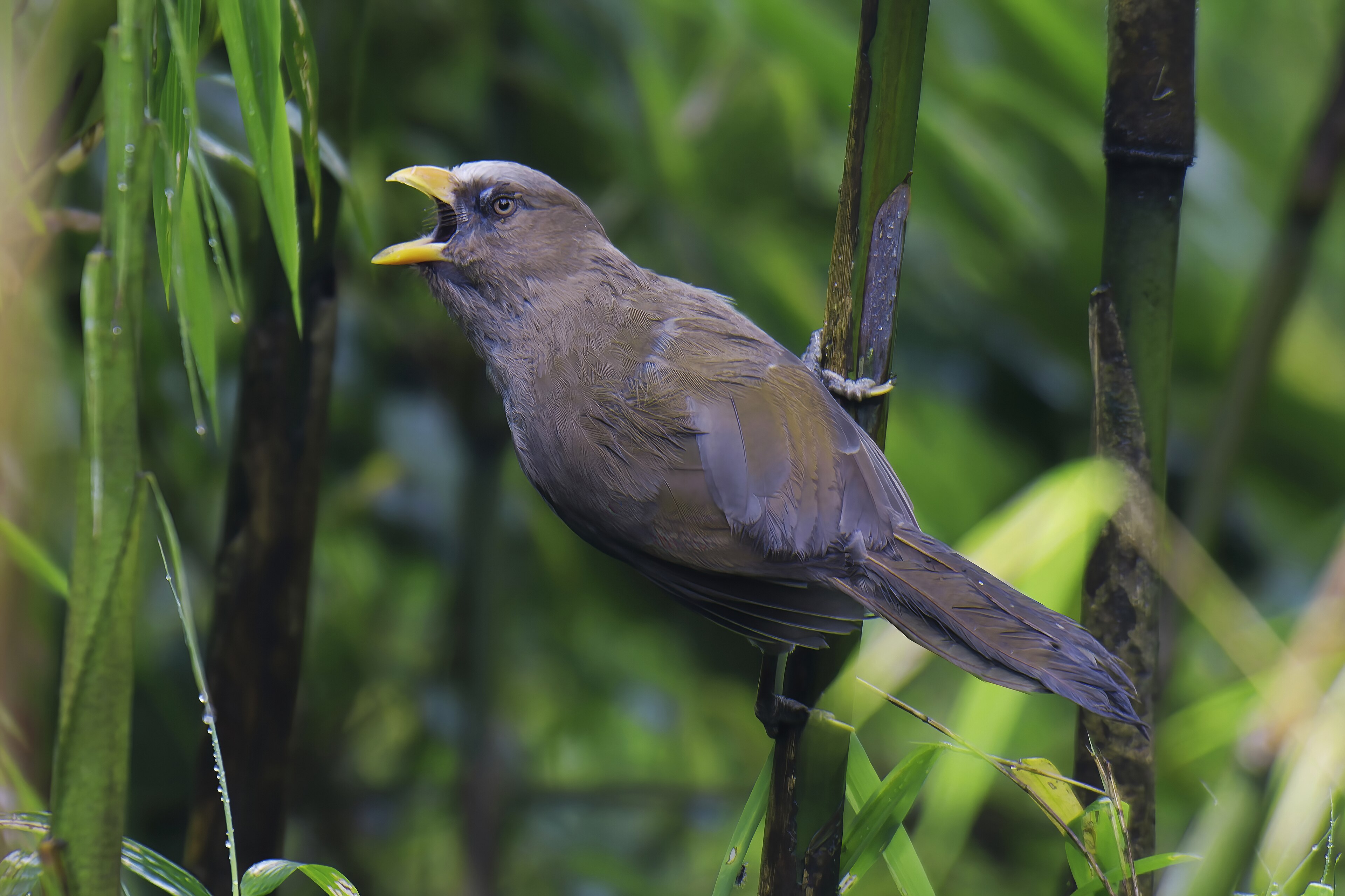 Great Parrotbill (Conostoma aemodium)