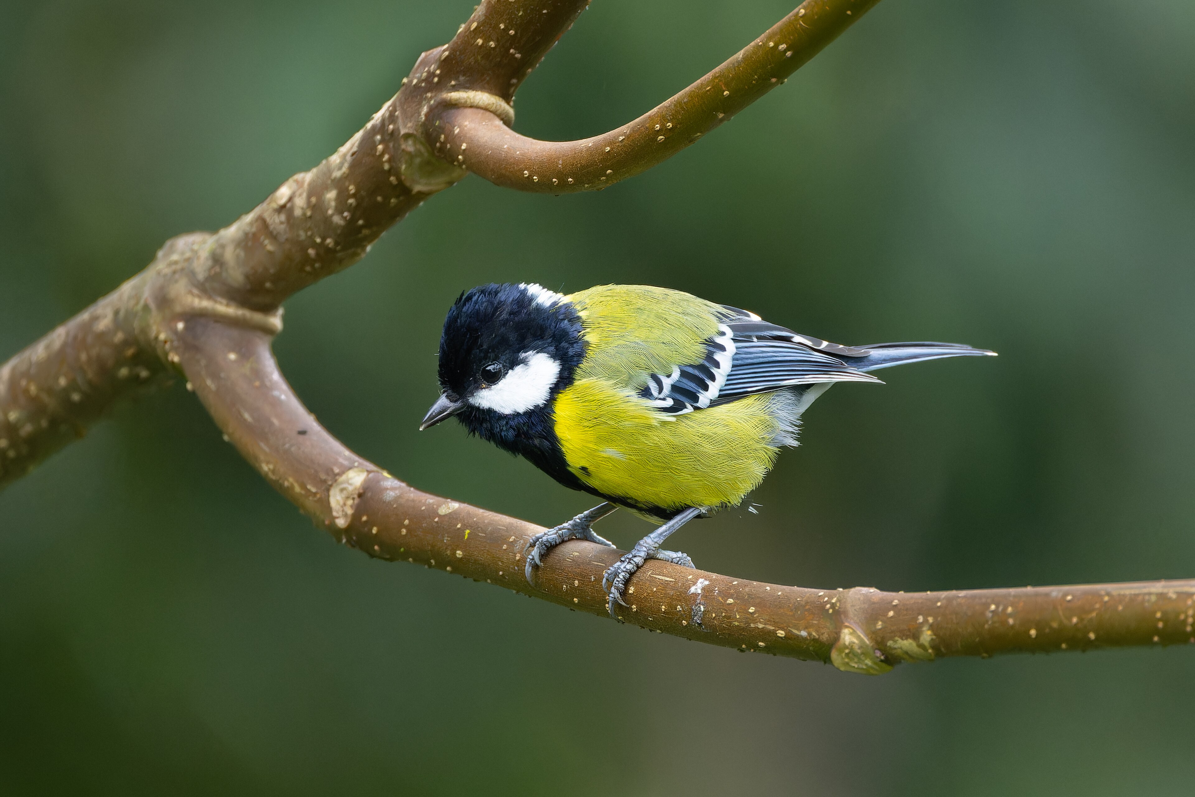 Green-backed Tit (Parus monticolus)