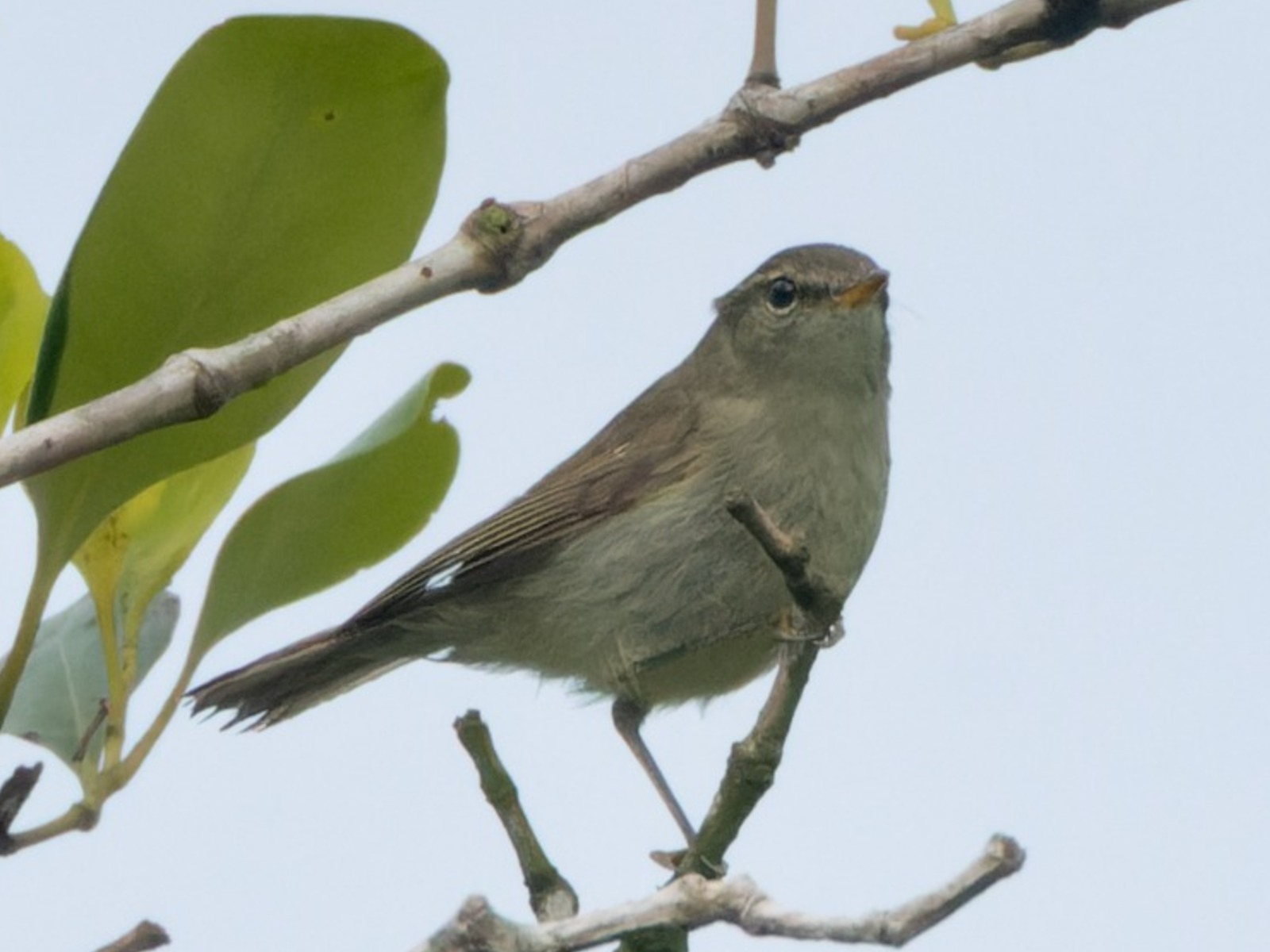Greenish Warbler (Phylloscopus trochiloides)