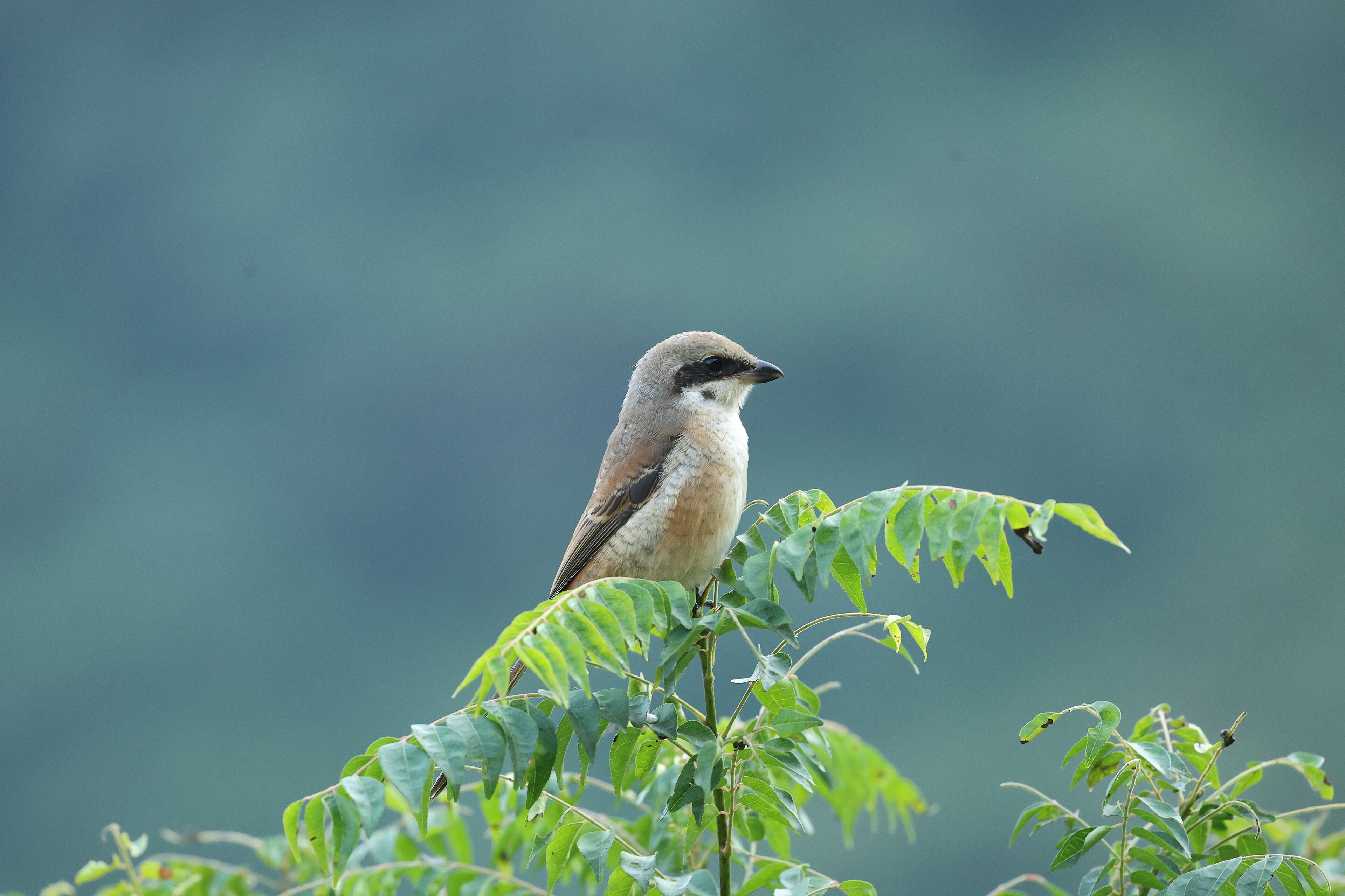 Grey-backed Shrike (Lanius tephronotus)