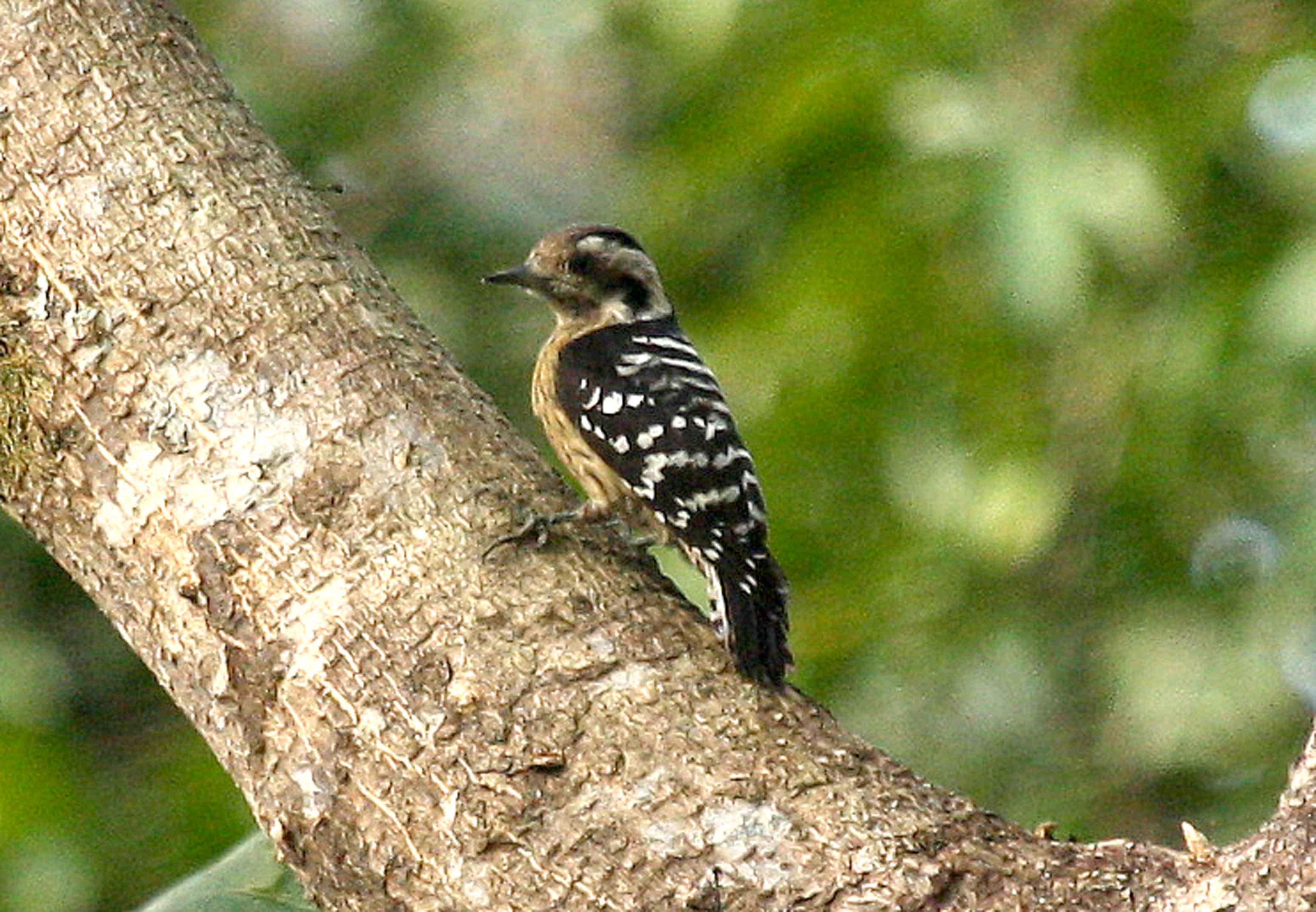Grey-capped Pygmy Woodpecker (Yungipicus canicapillus)
