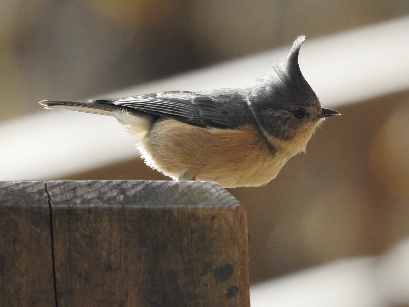 Grey-crested Tit (Lophophanes dichrous)