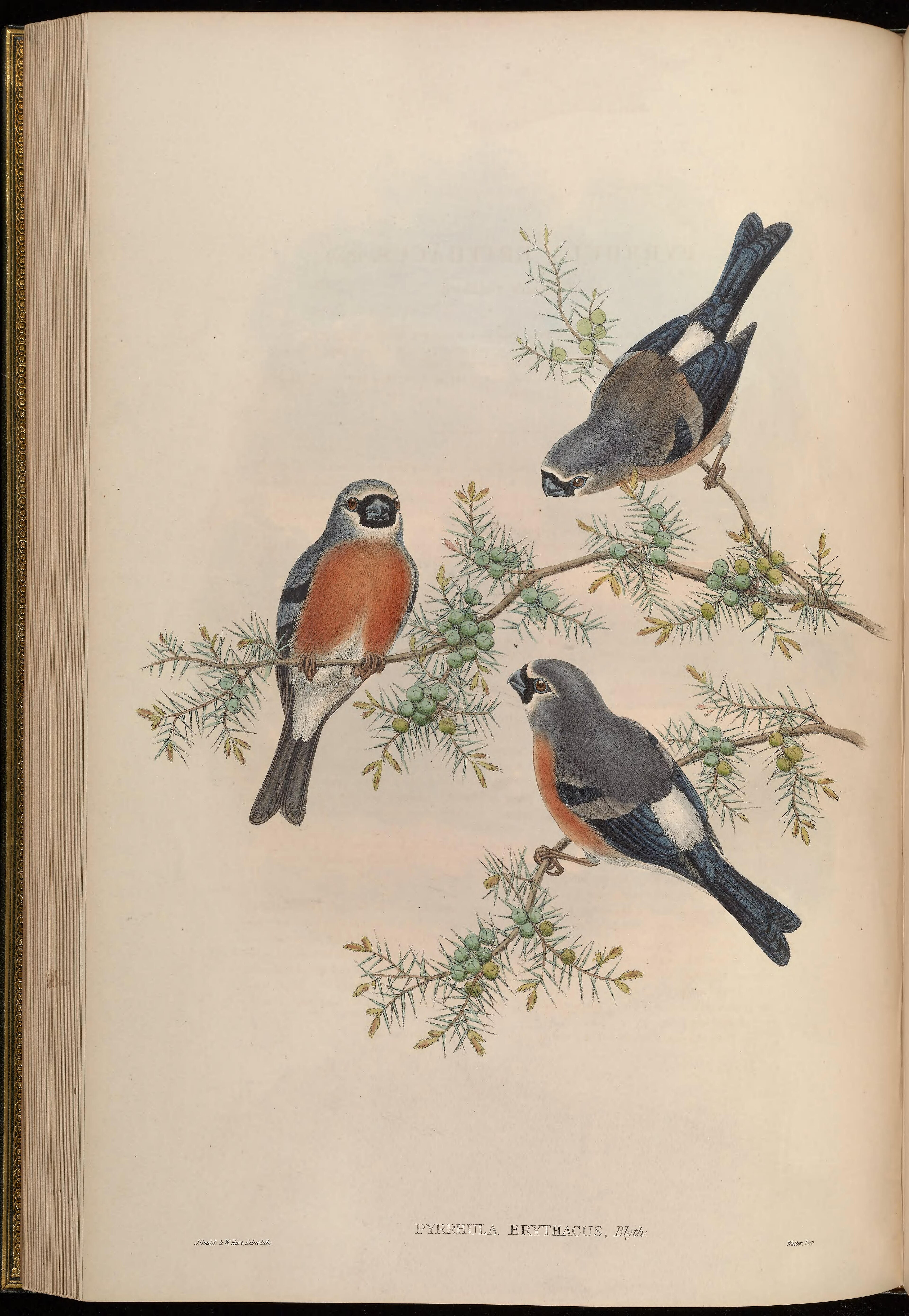 Grey-headed Bullfinch (Pyrrhula erythaca)