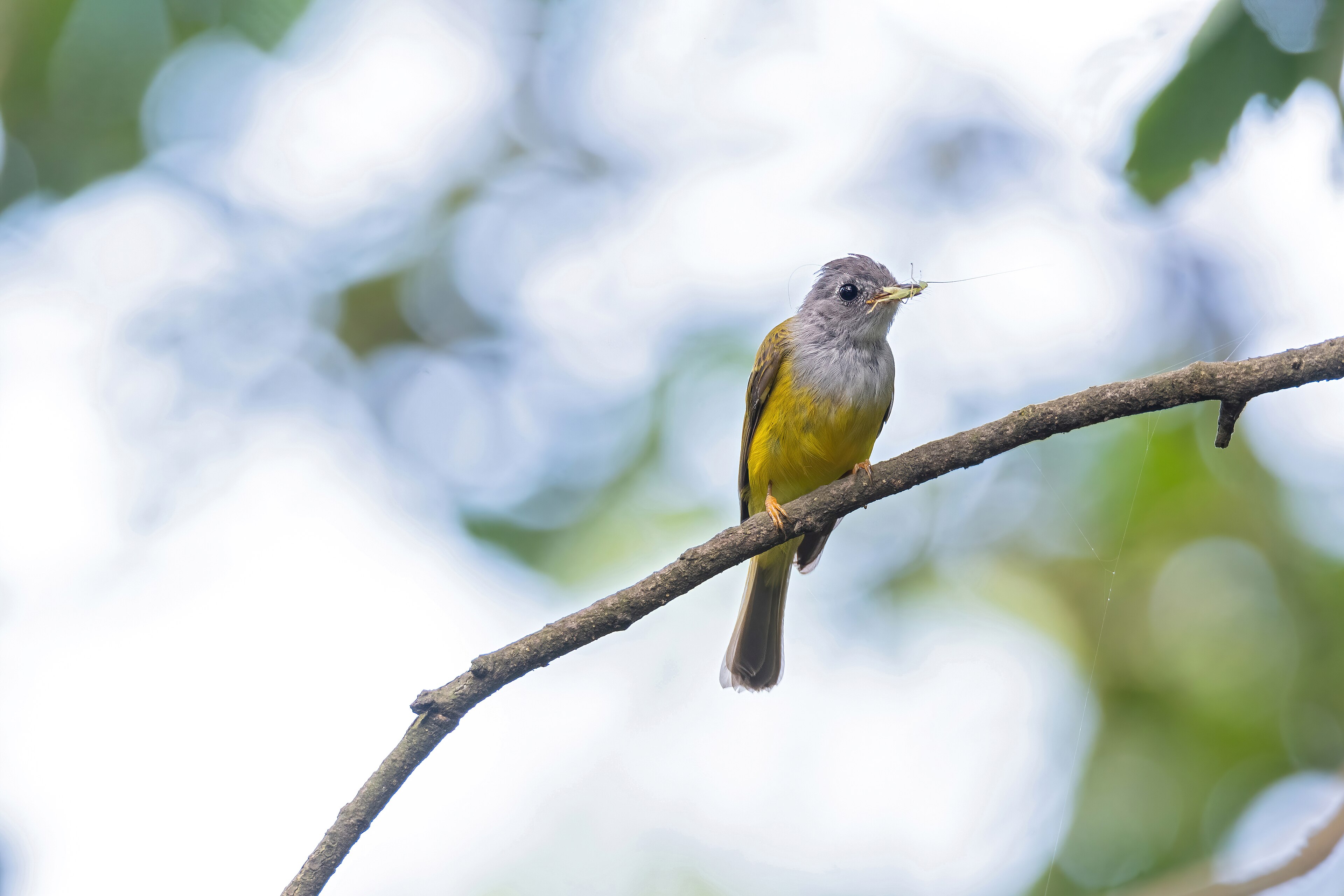 Grey-headed Canary-flycatcher (Culicicapa ceylonensis)