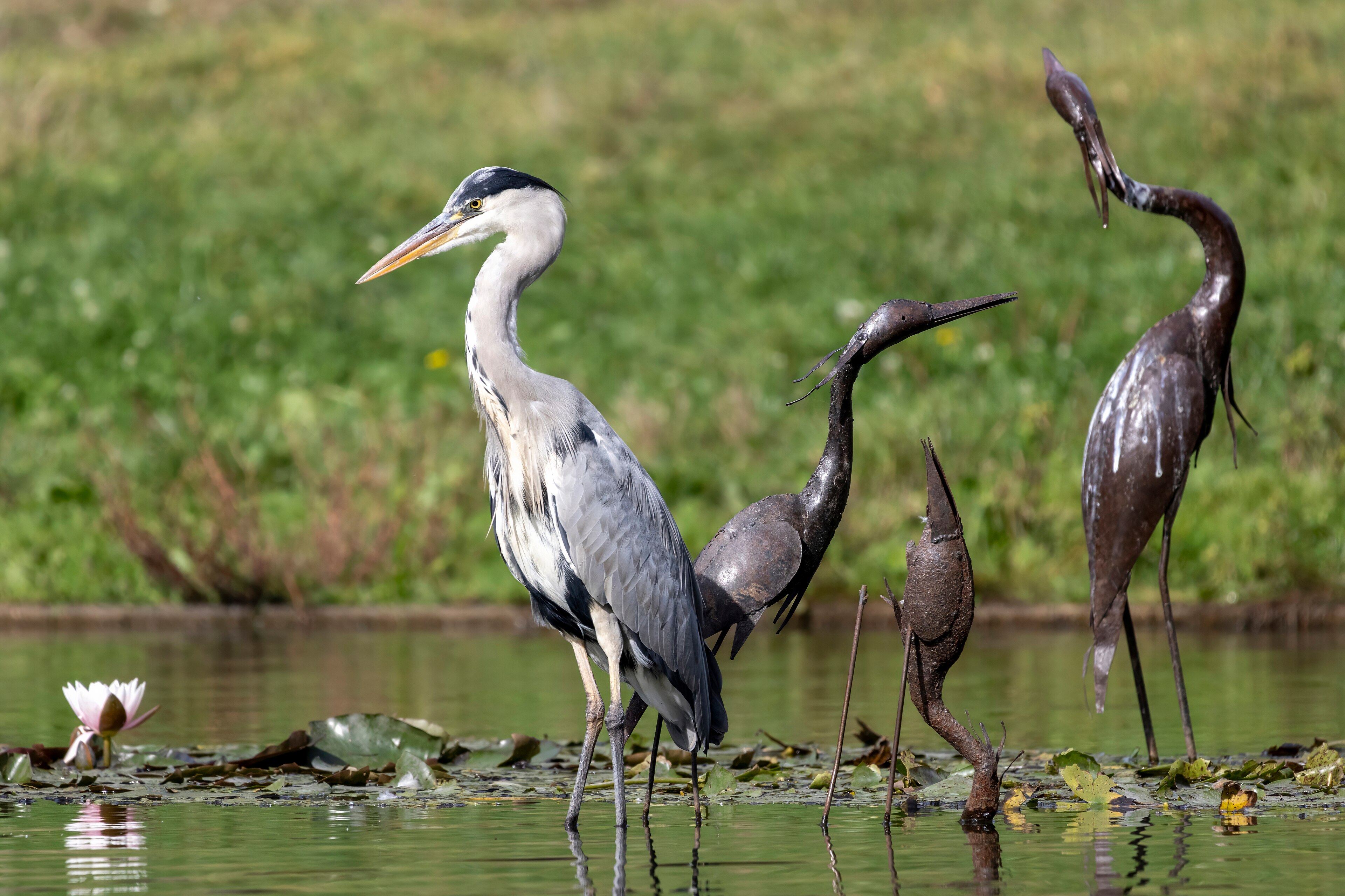 Grey Heron (Ardea cinerea)