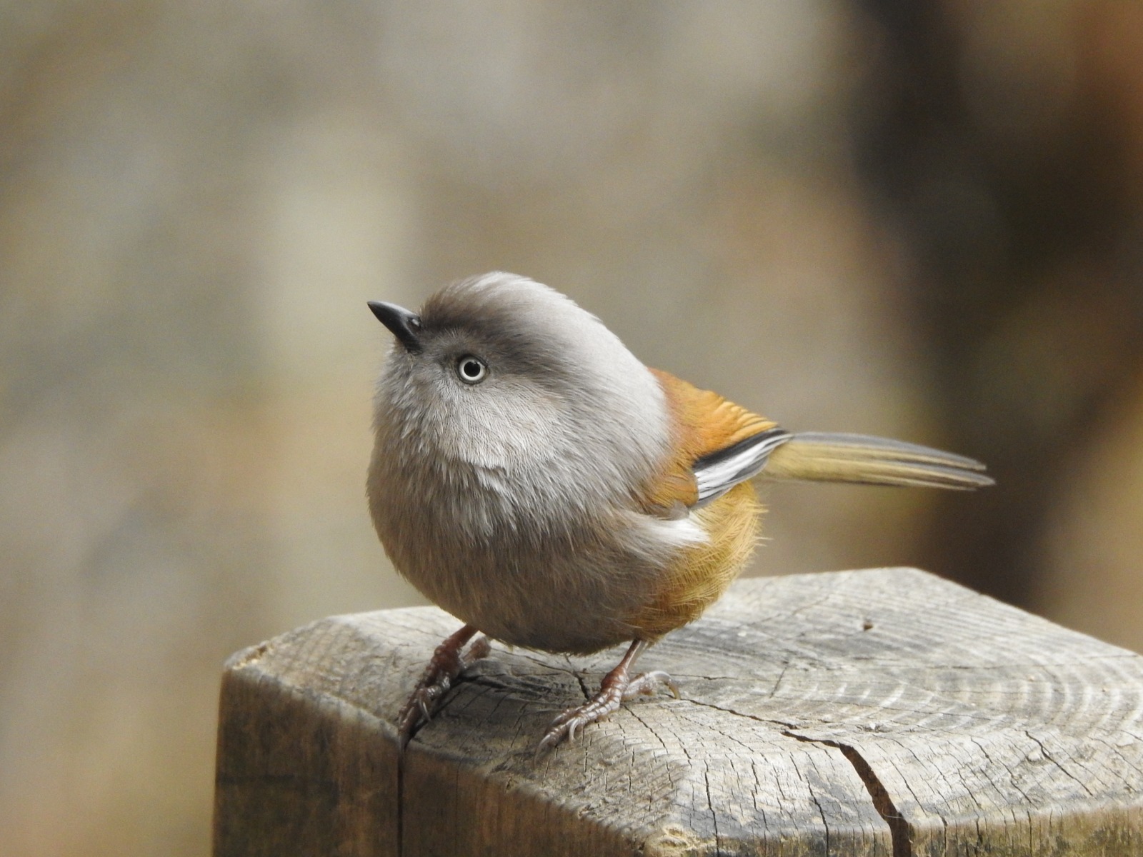 Grey-hooded Fulvetta (Fulvetta cinereiceps)
