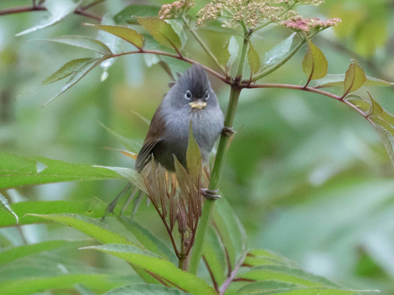 Grey-hooded Parrotbill (Suthora zappeyi)