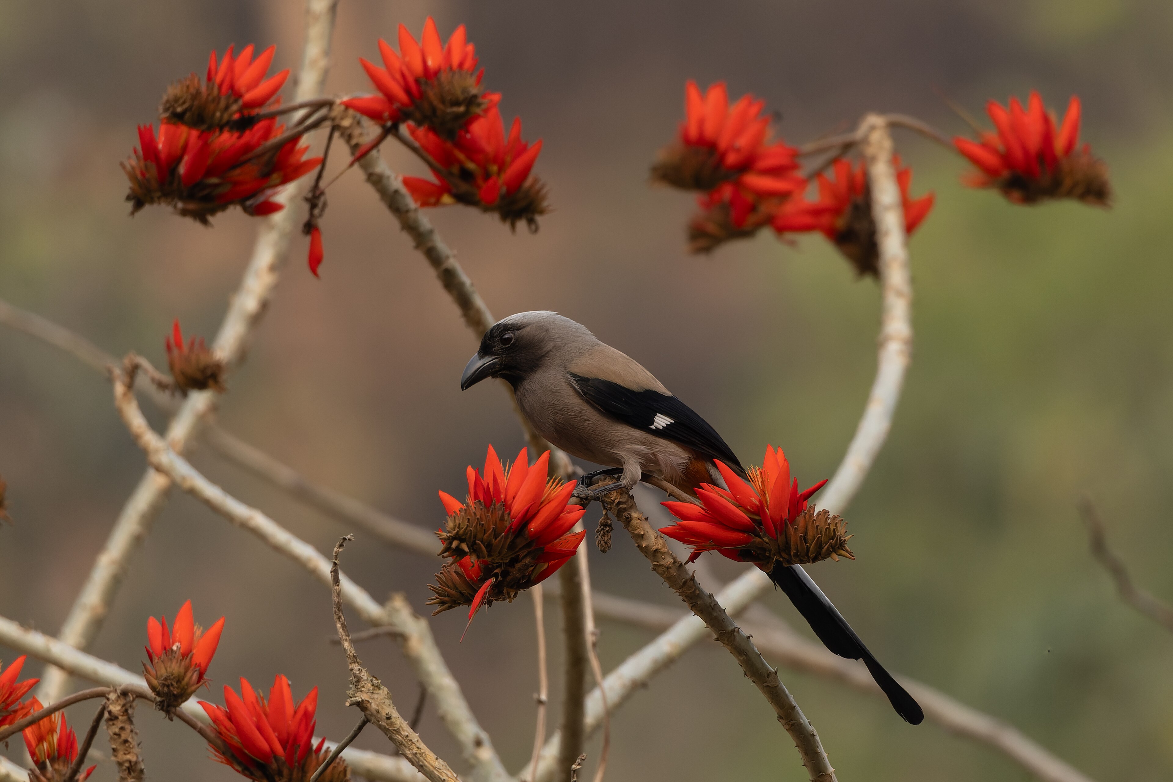 Grey Treepie (Dendrocitta formosae)