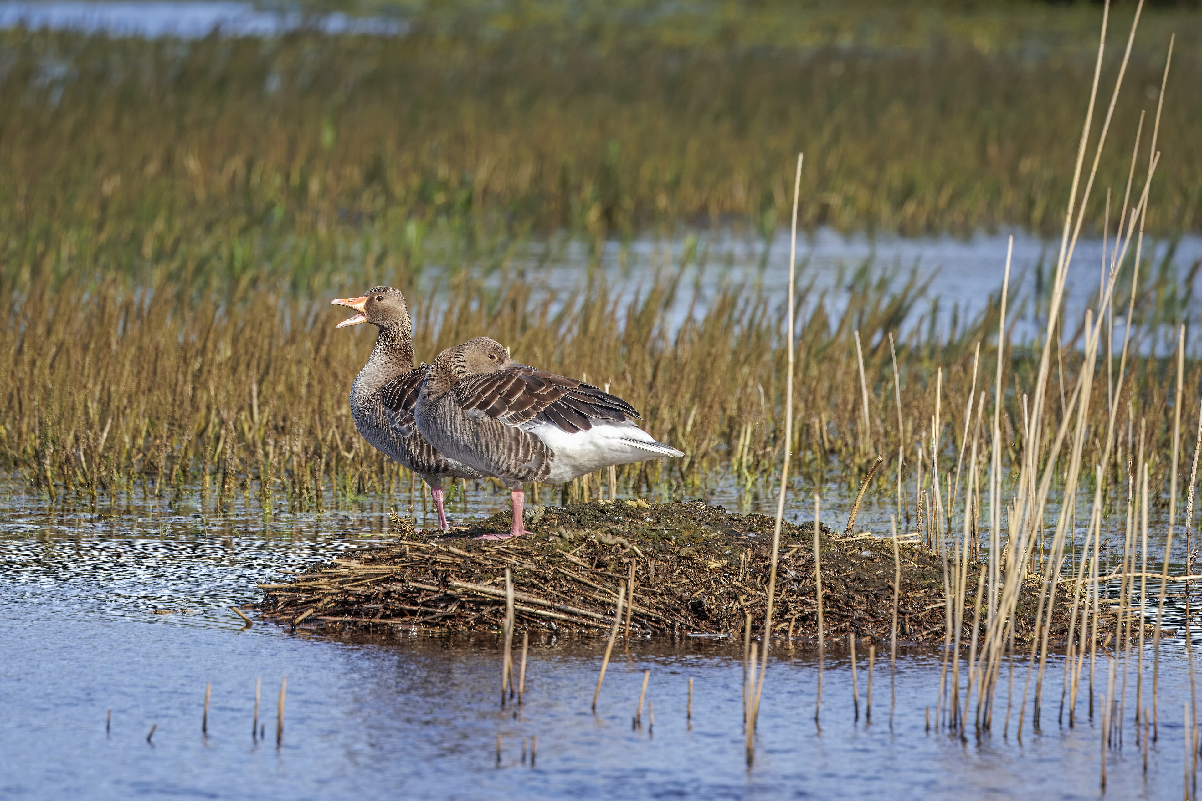 Greylag Goose (Anser anser)