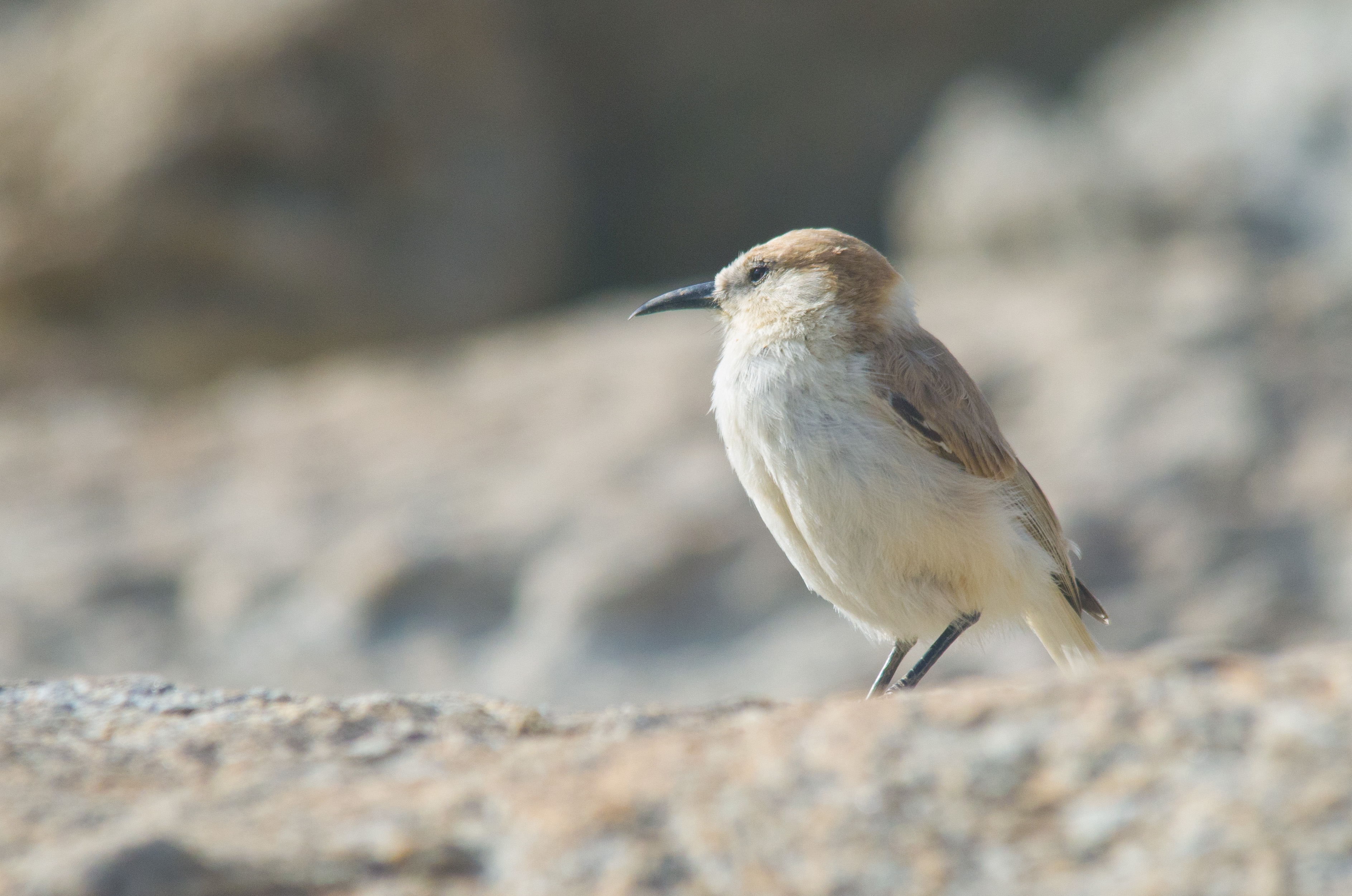 Ground Tit (Pseudopodoces humilis)