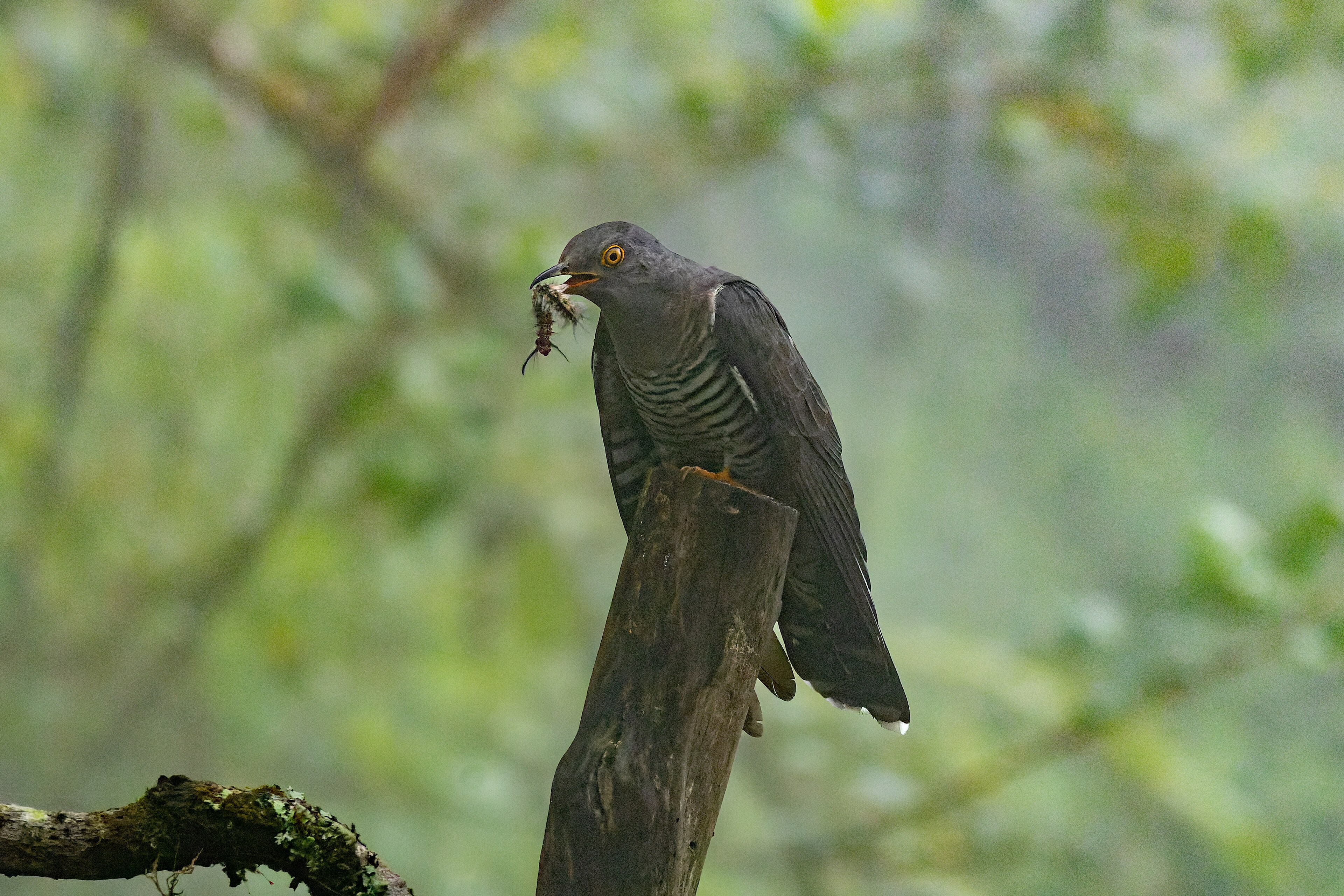 Himalayan Cuckoo (Cuculus saturatus)