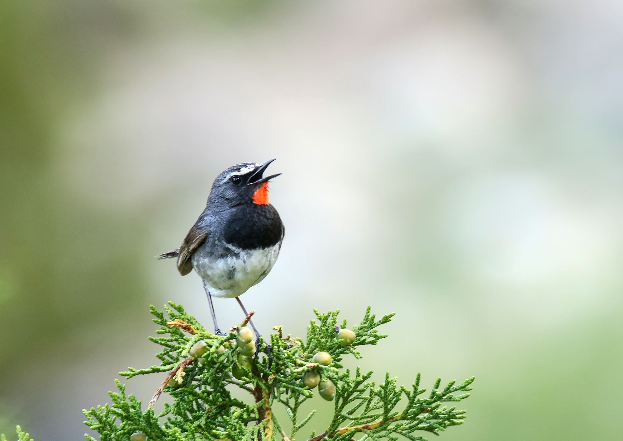 Himalayan Rubythroat (Calliope pectoralis)