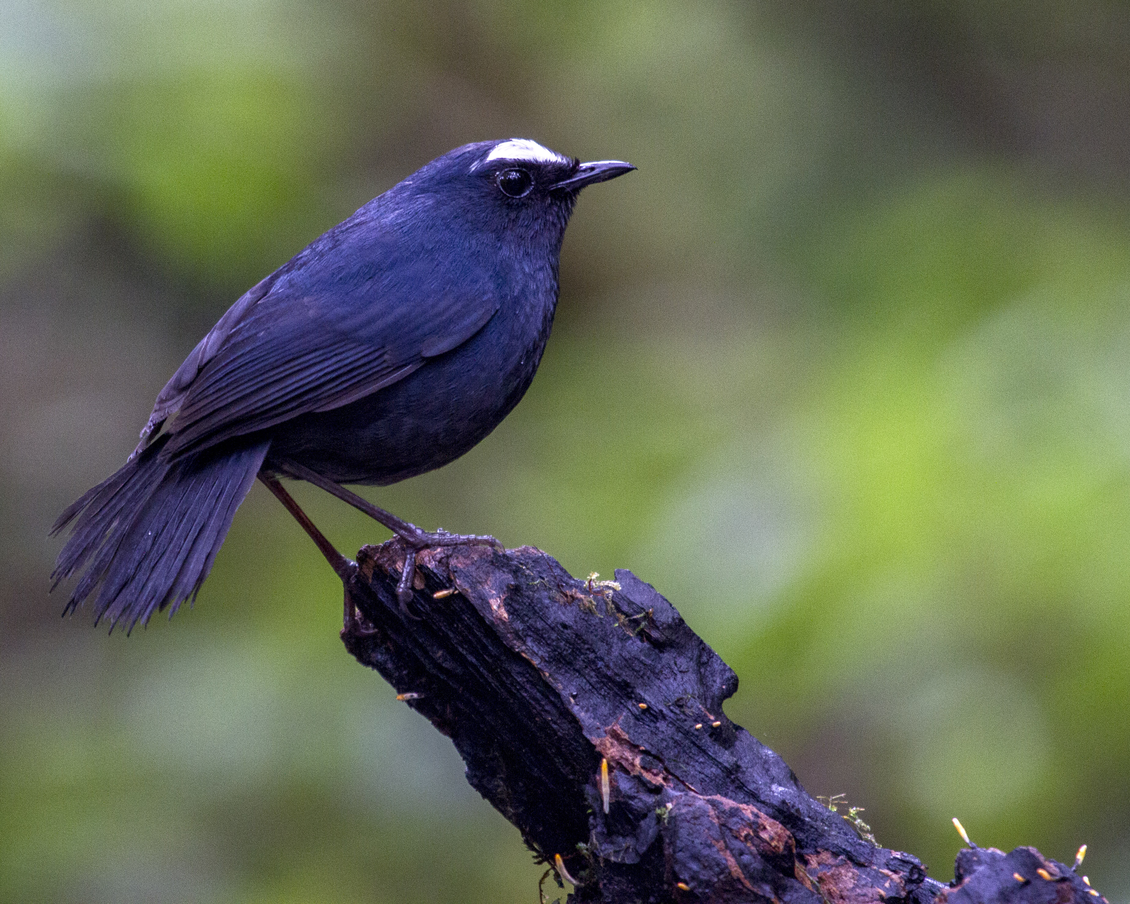 Himalayan Shortwing (Brachypteryx cruralis)