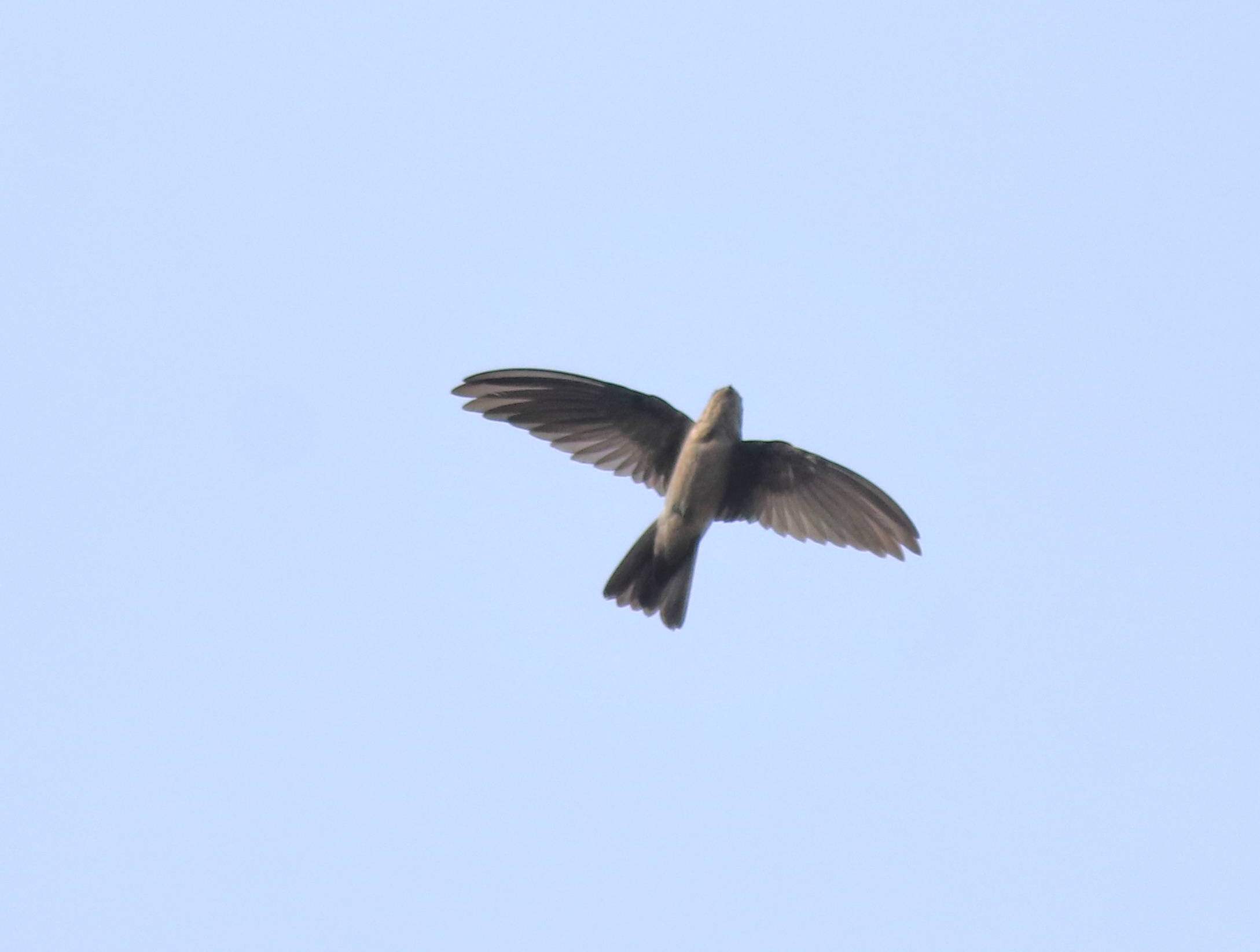 Himalayan Swiftlet (Aerodramus brevirostris)