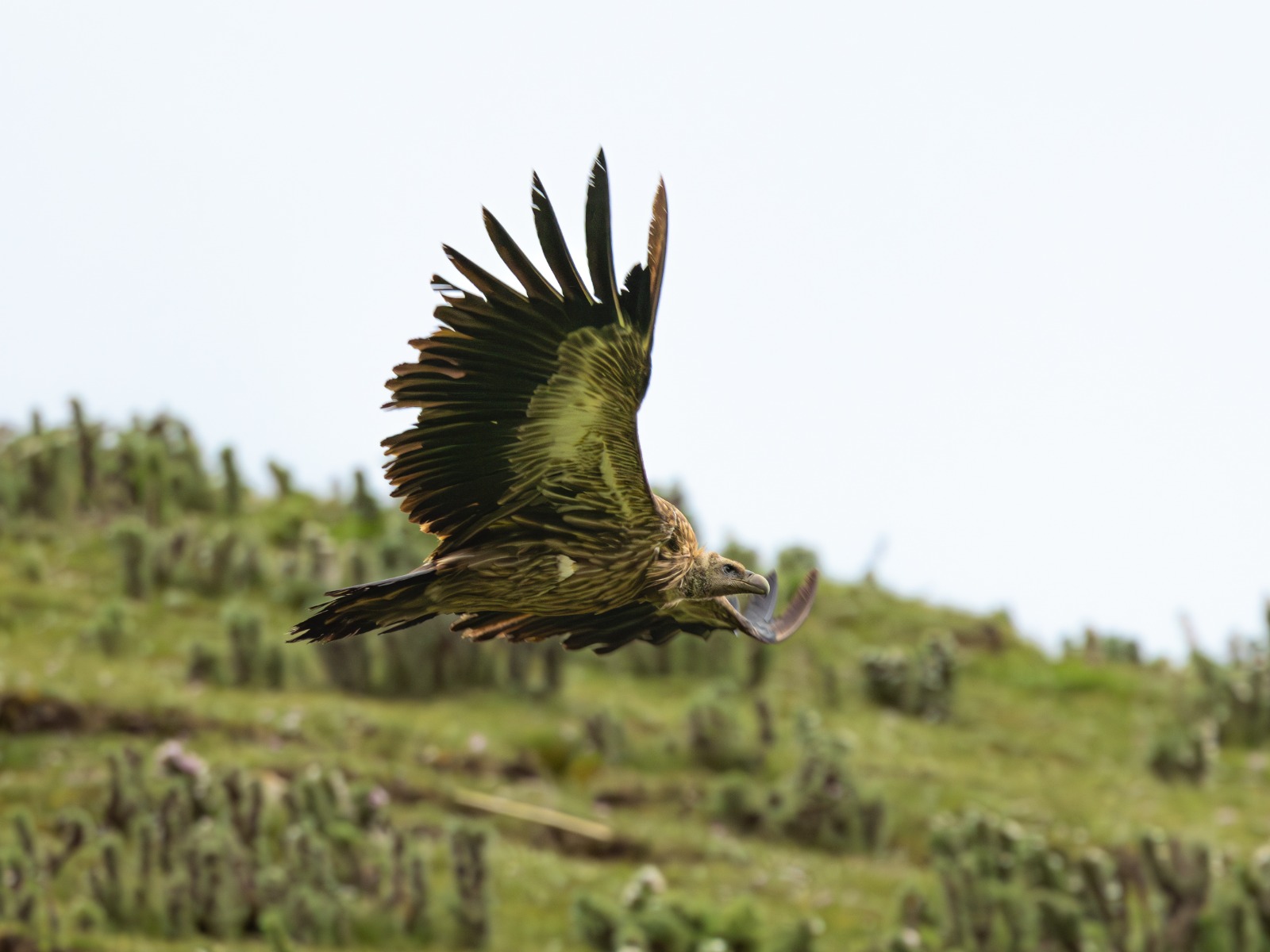 Himalayan Vulture (Gyps himalayensis)