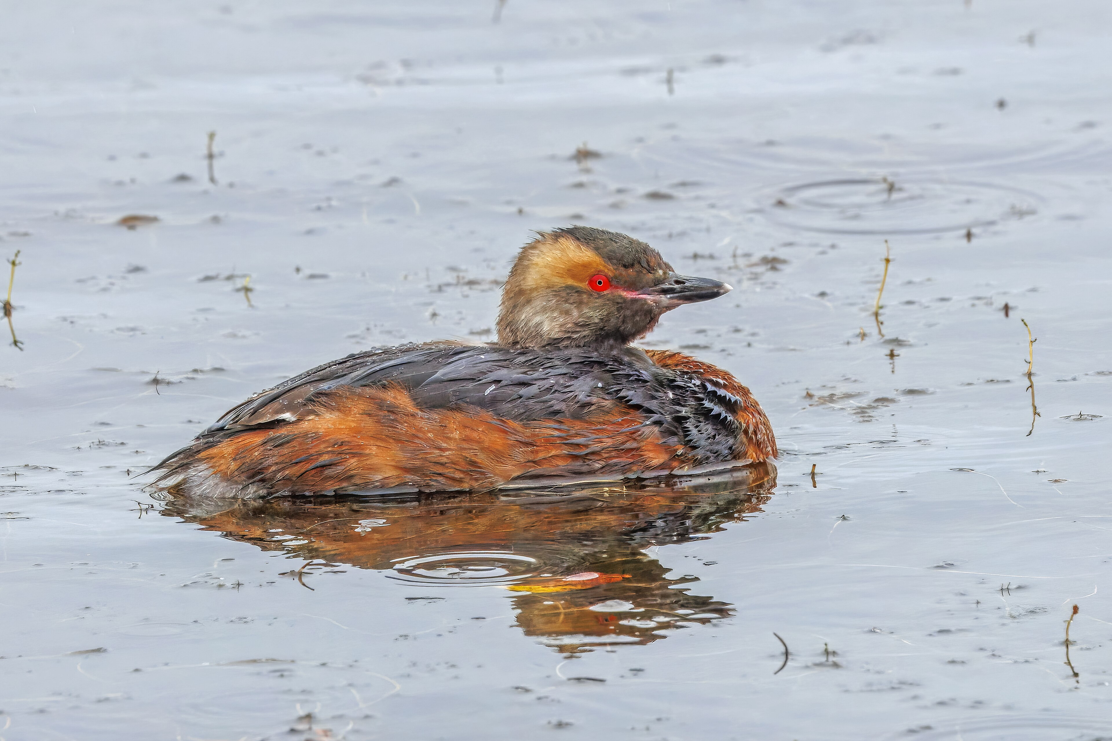 Horned Grebe (Podiceps auritus)