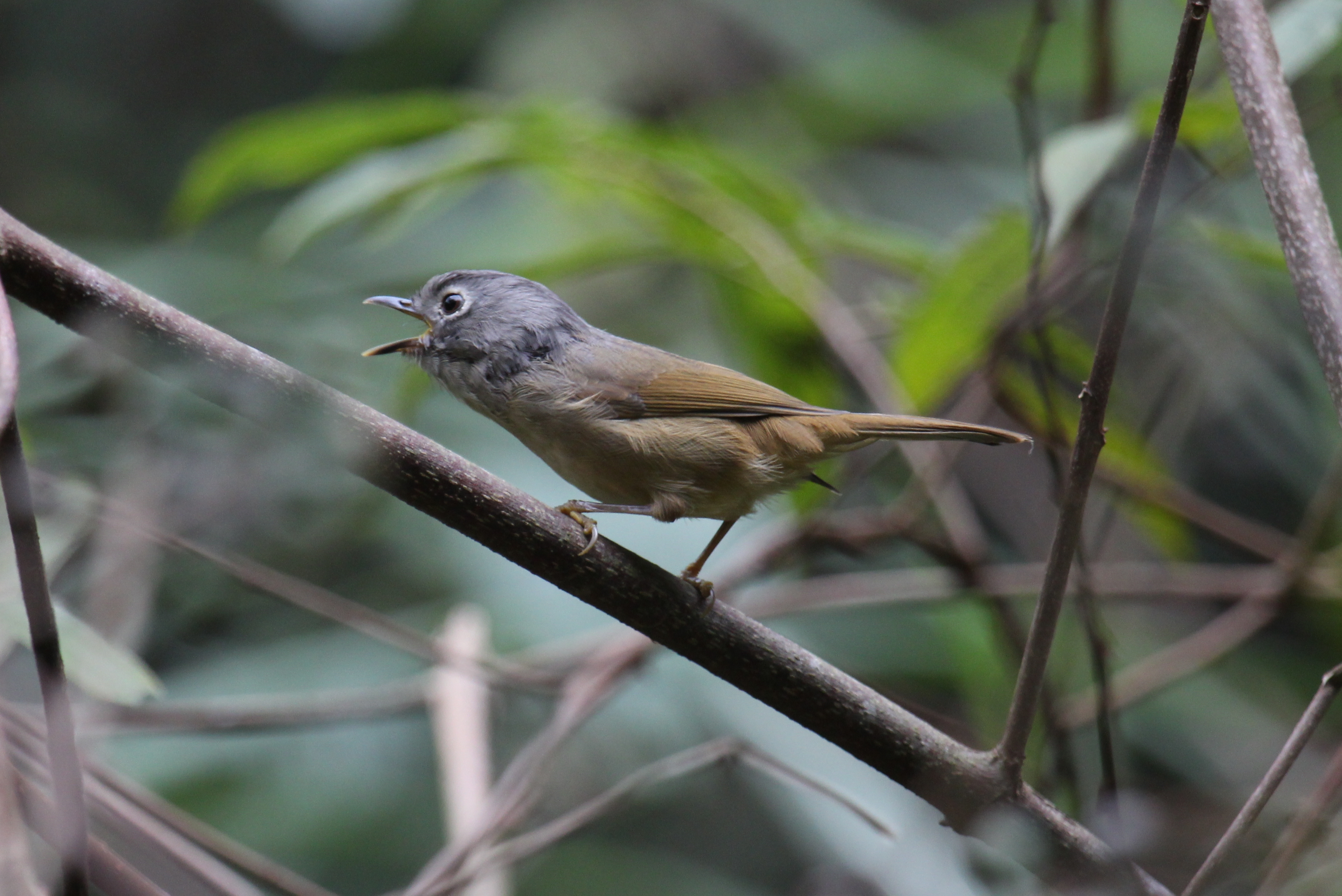 Huet’s Fulvetta (Alcippe hueti)