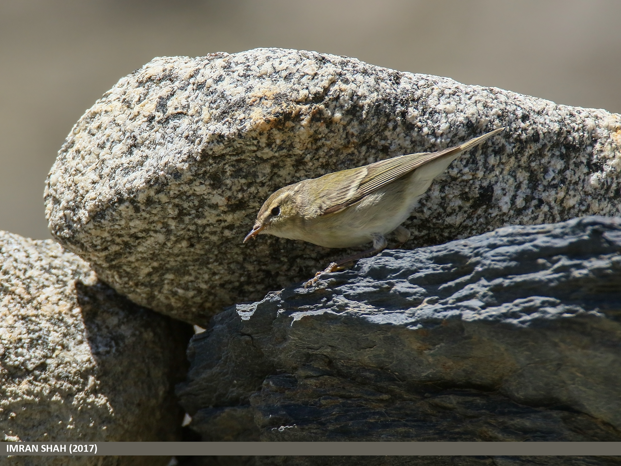 Hume’s Leaf Warbler (Phylloscopus humei)