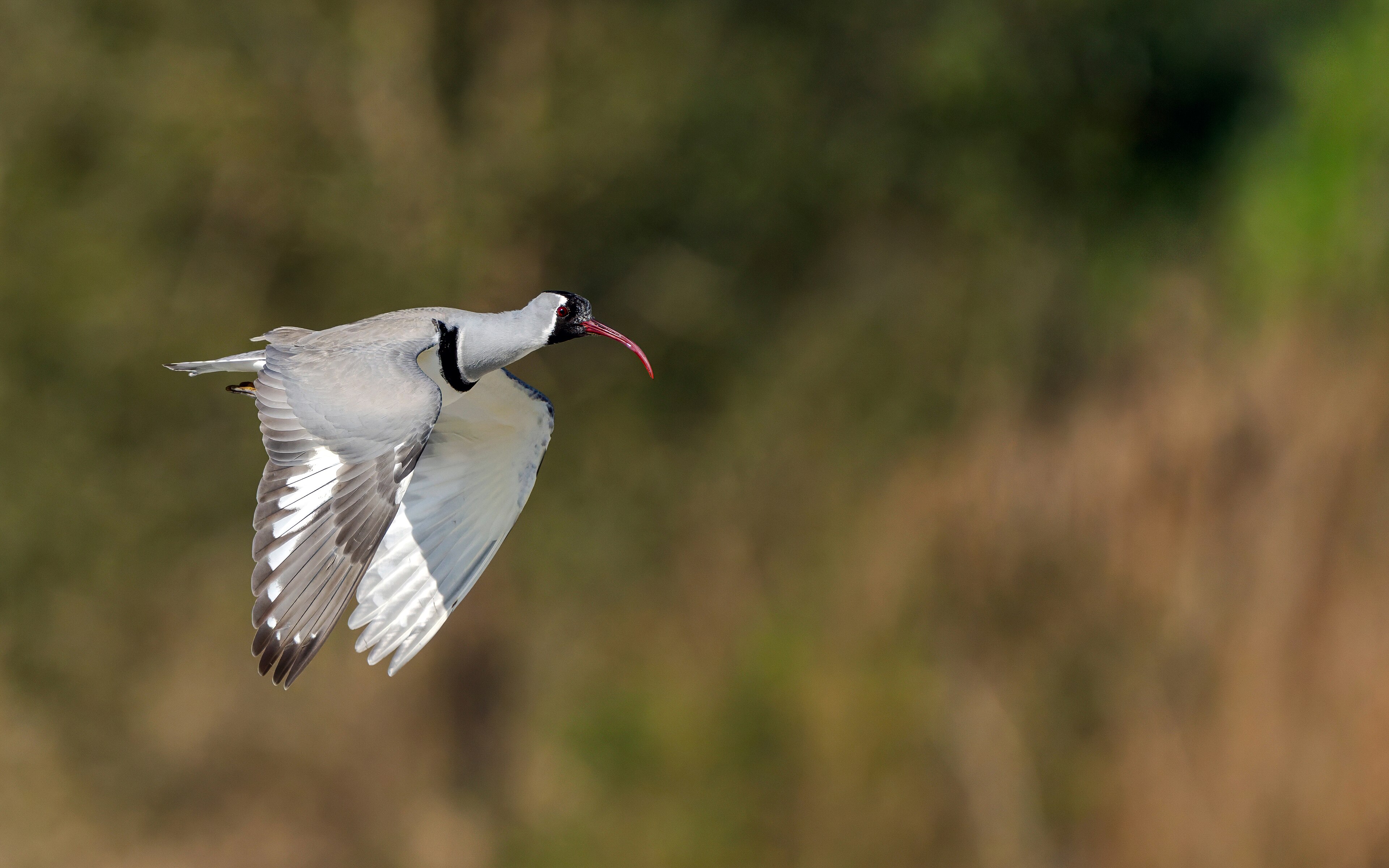 Ibisbill (Ibidorhyncha struthersii)