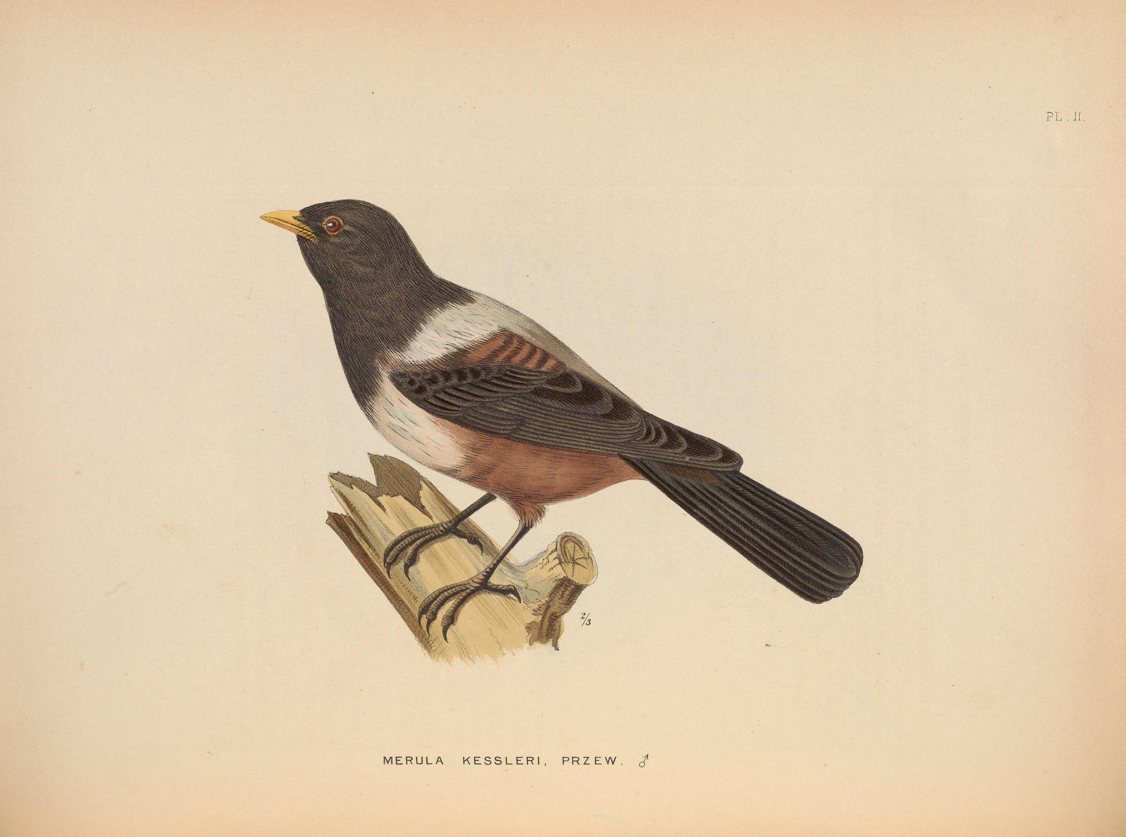 Kessler’s Thrush (Turdus kessleri)