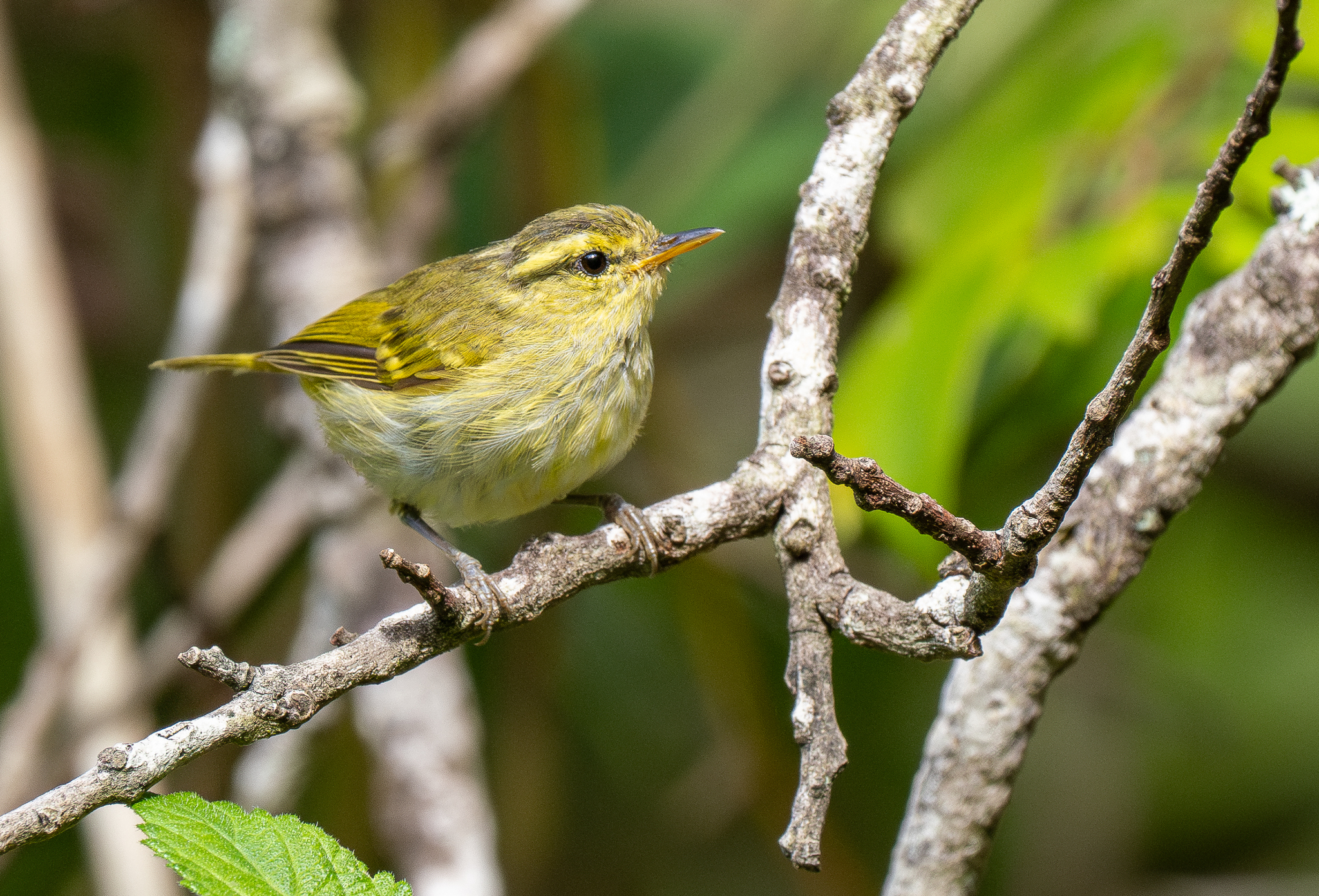Kloss’s Leaf Warbler (Phylloscopus ogilviegranti)