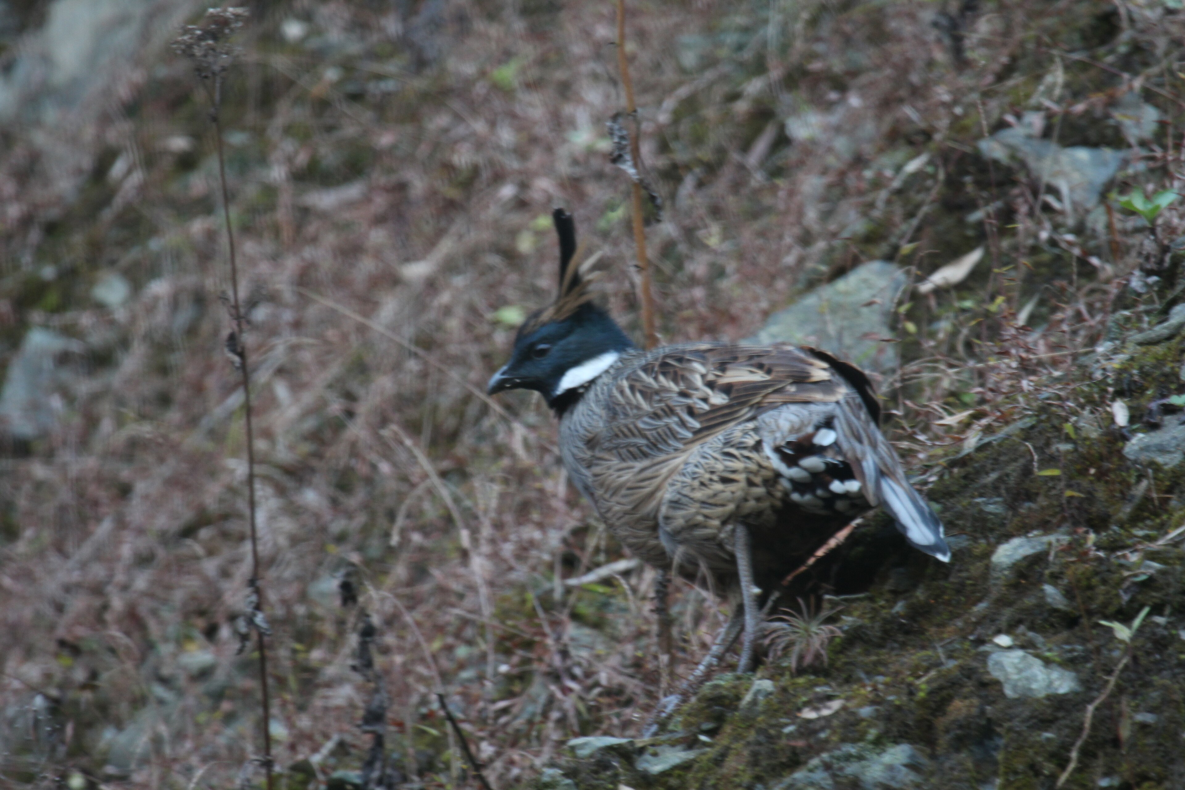 Koklass Pheasant (Pucrasia macrolopha)