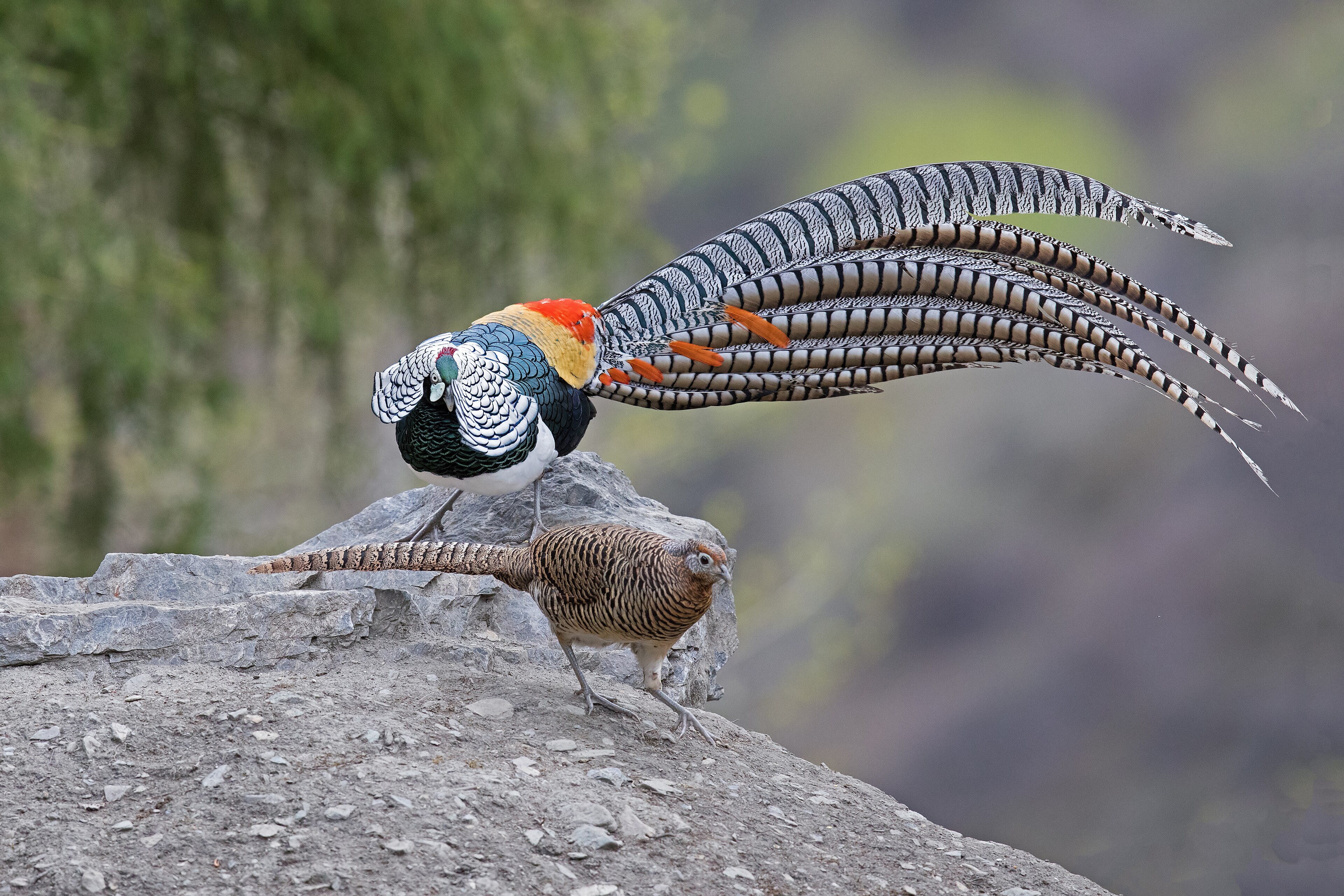 Lady Amherst’s Pheasant (Chrysolophus amherstiae)