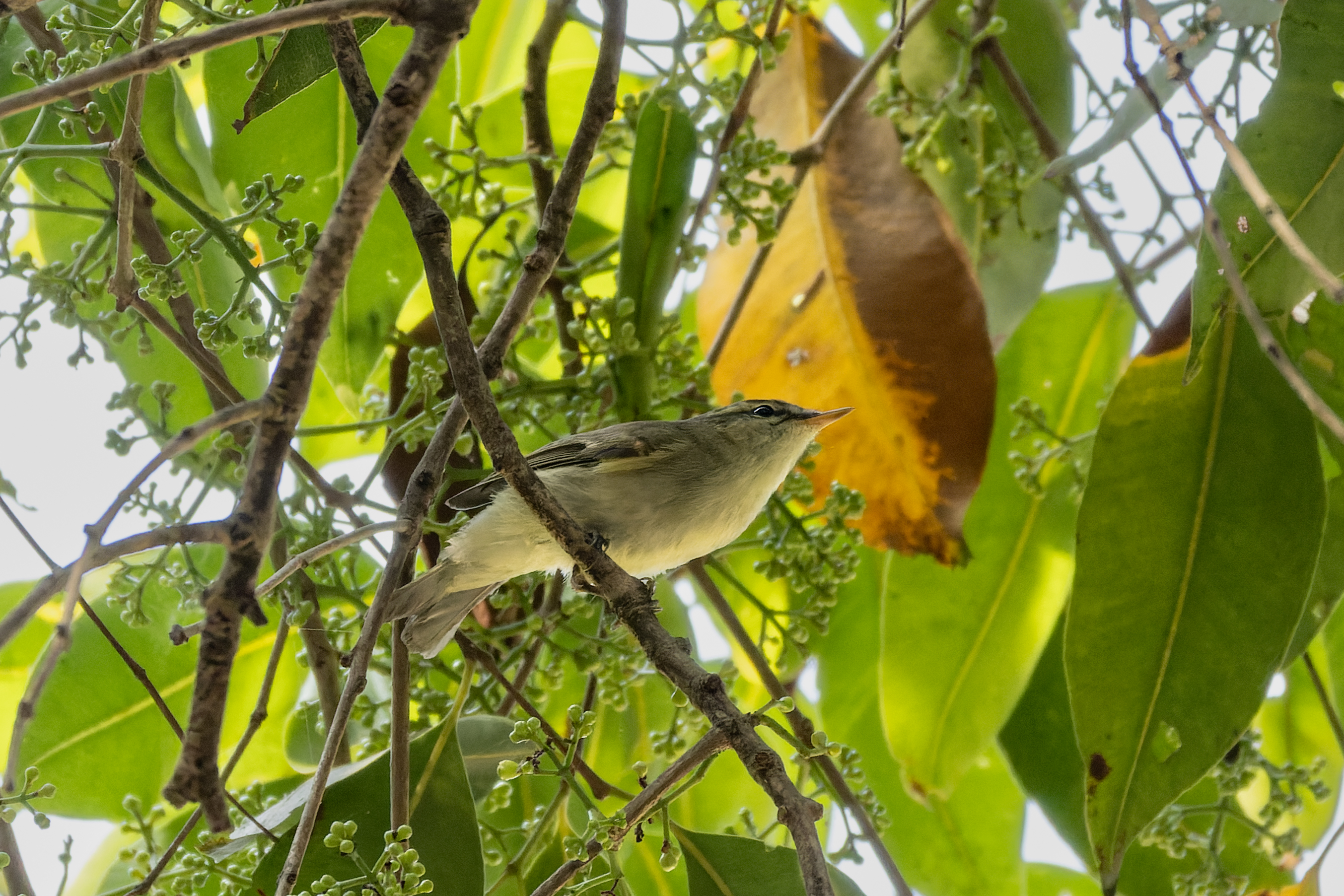 Large-billed Leaf Warbler (Phylloscopus magnirostris)