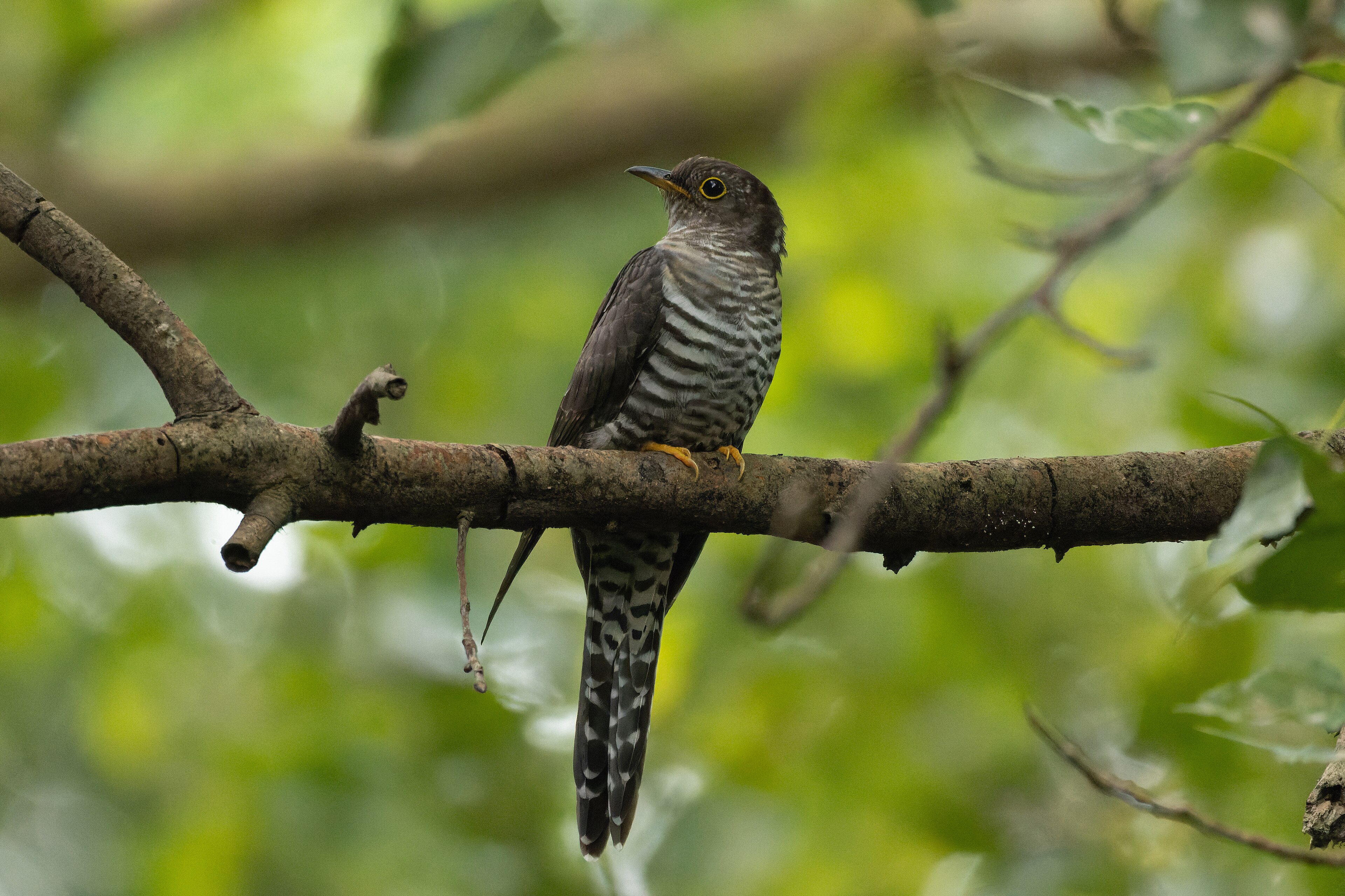 Lesser Cuckoo (Cuculus poliocephalus)