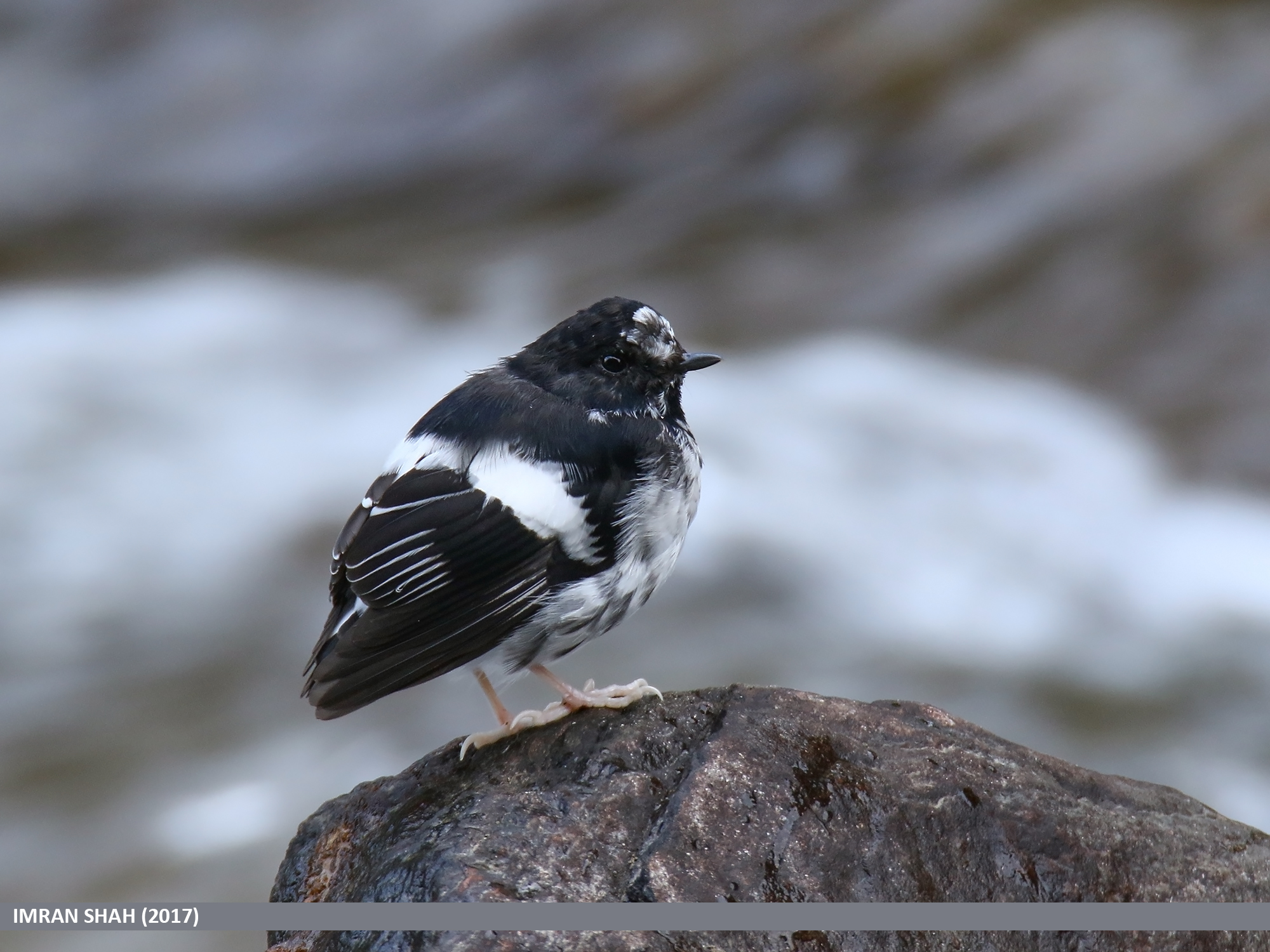 Little Forktail (Enicurus scouleri)