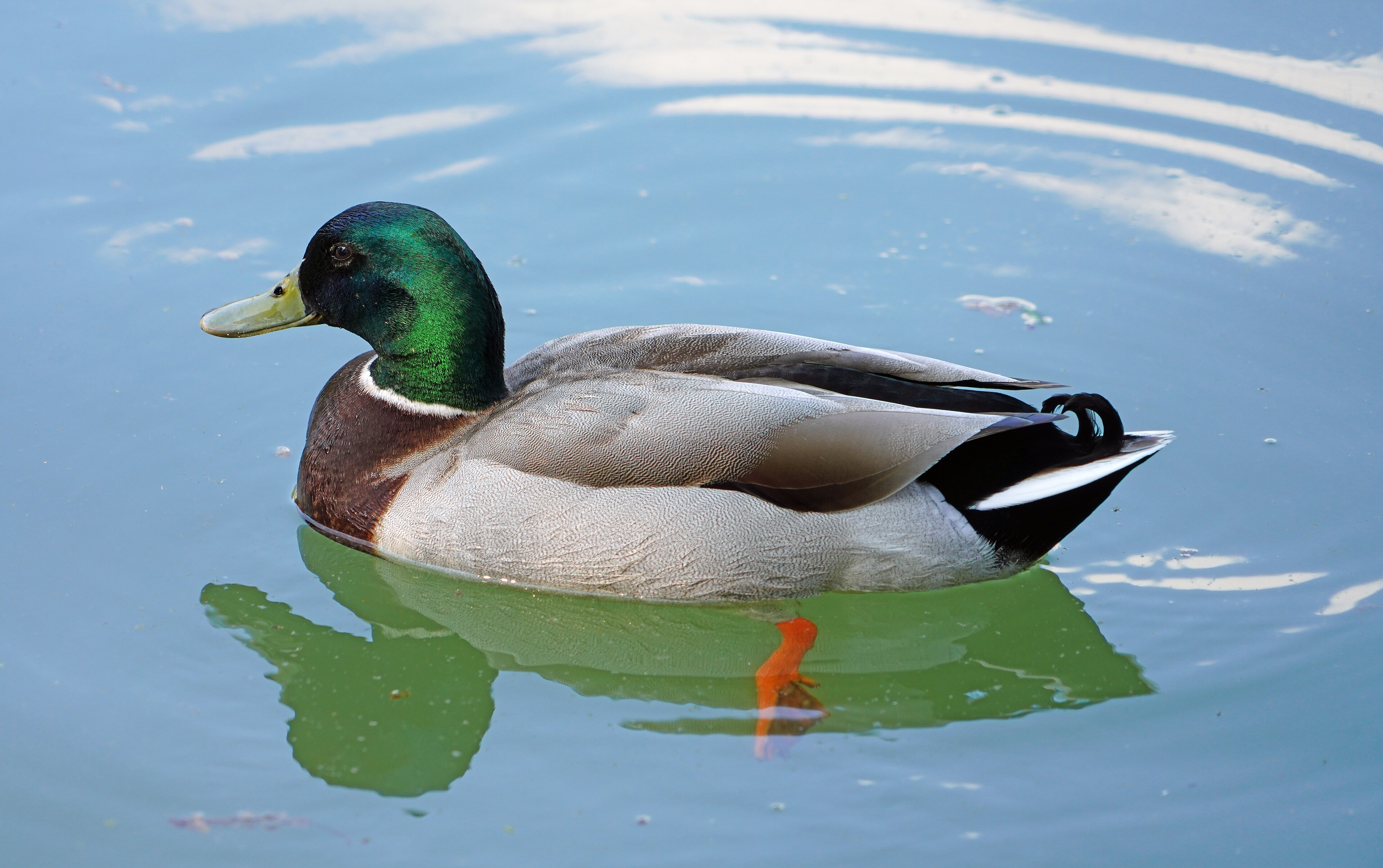 Mallard (Anas platyrhynchos)