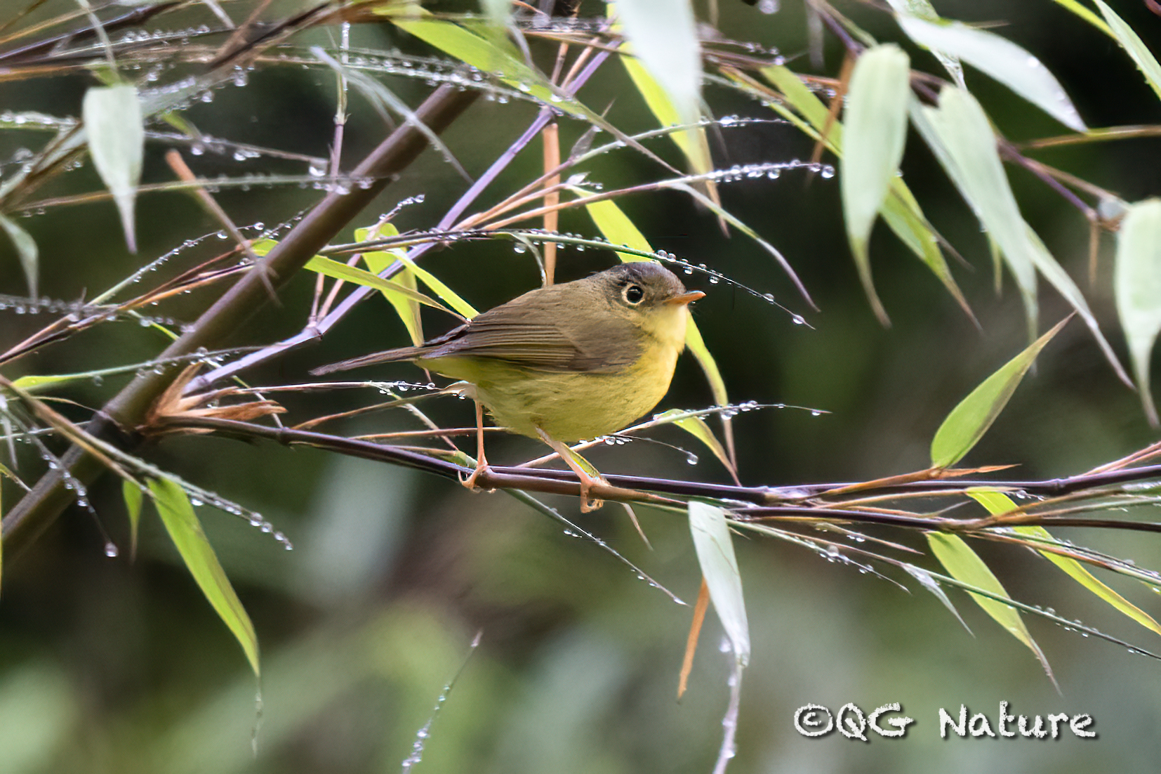 Marten’s Warbler (Phylloscopus omeiensis)
