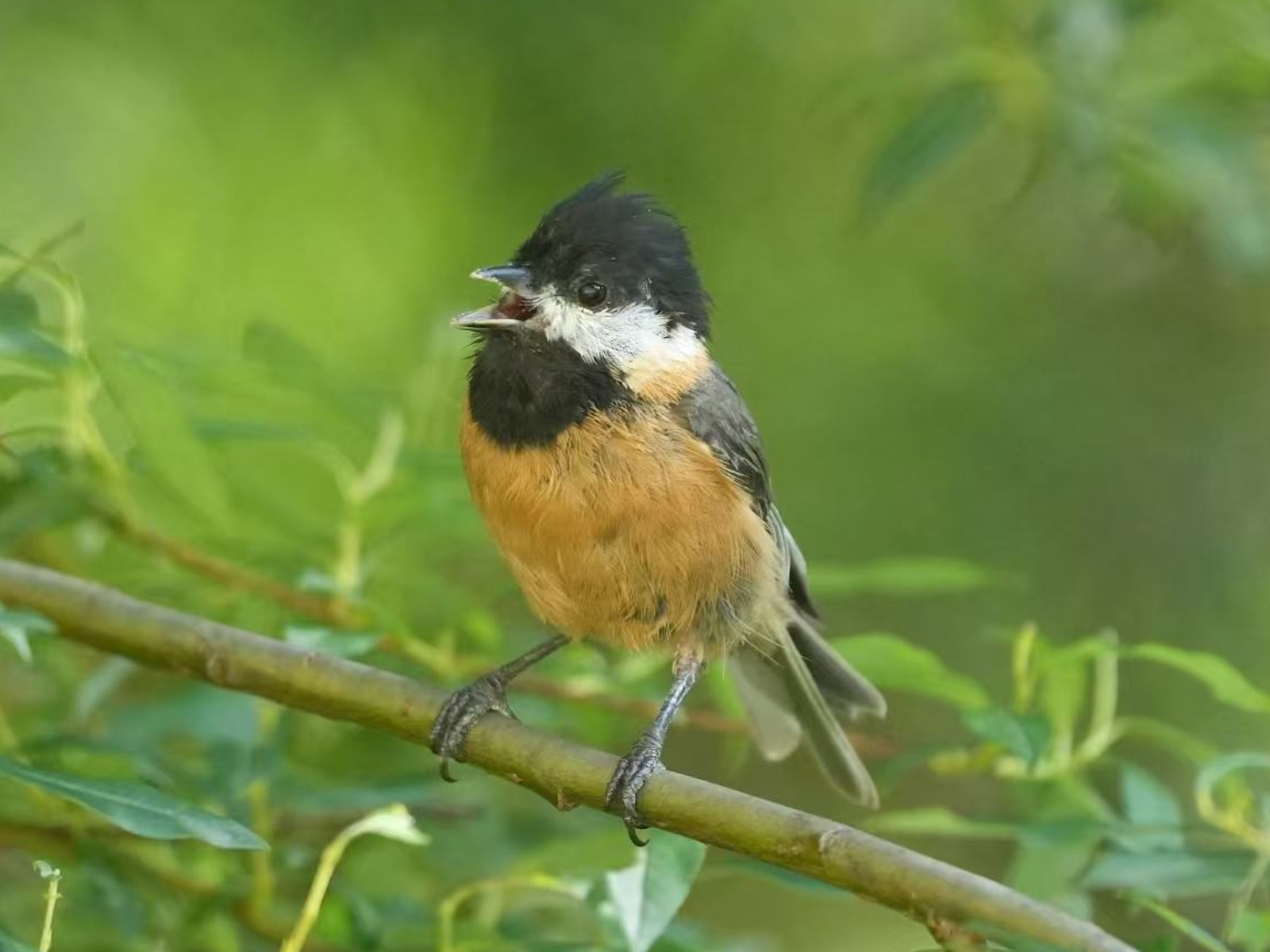 Père David’s Tit (Poecile davidi)