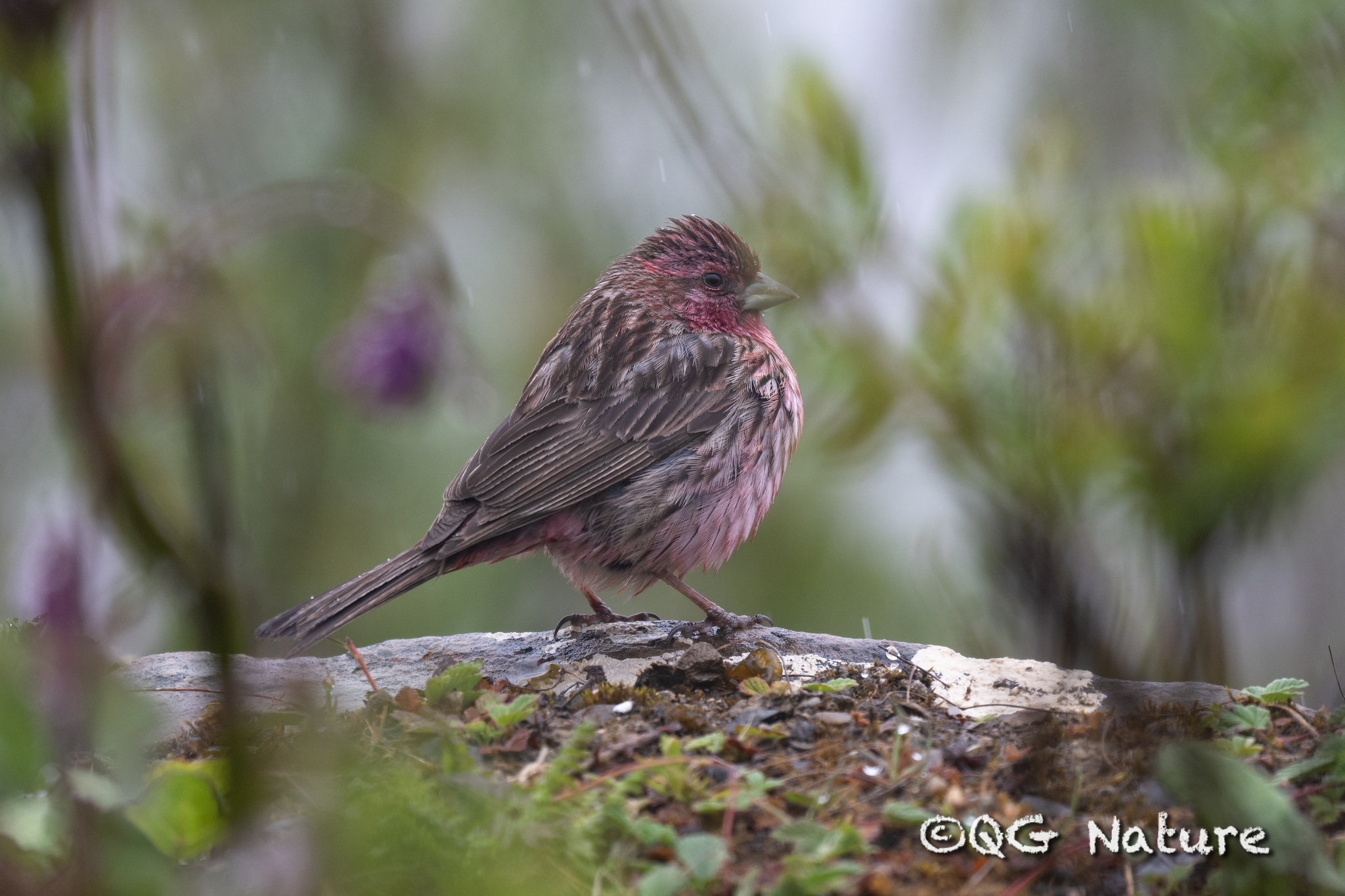 Pink-rumped Rosefinch (Carpodacus waltoni)