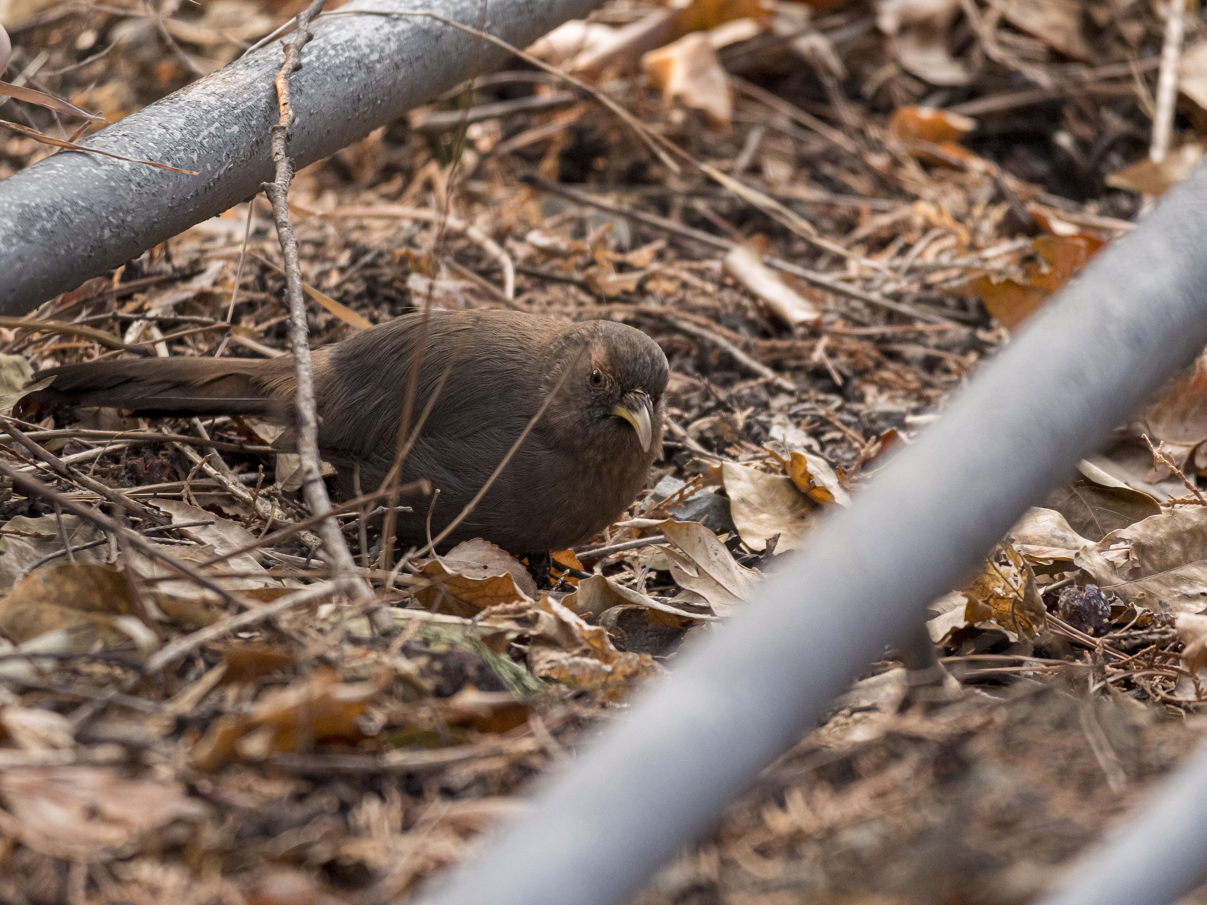 Plain Laughingthrush (Pterorhinus davidi)