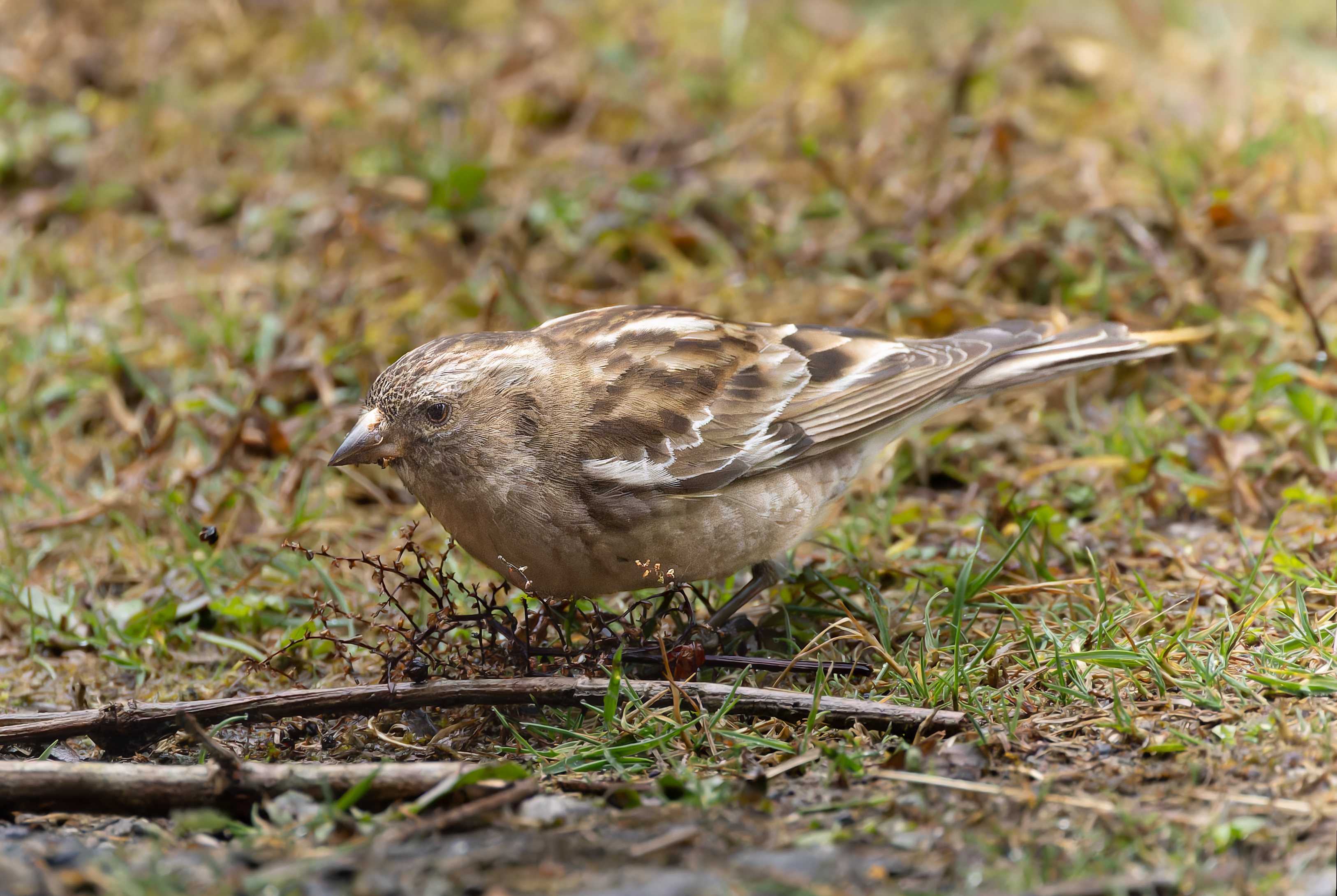 Plain Mountain Finch (Leucosticte nemoricola)